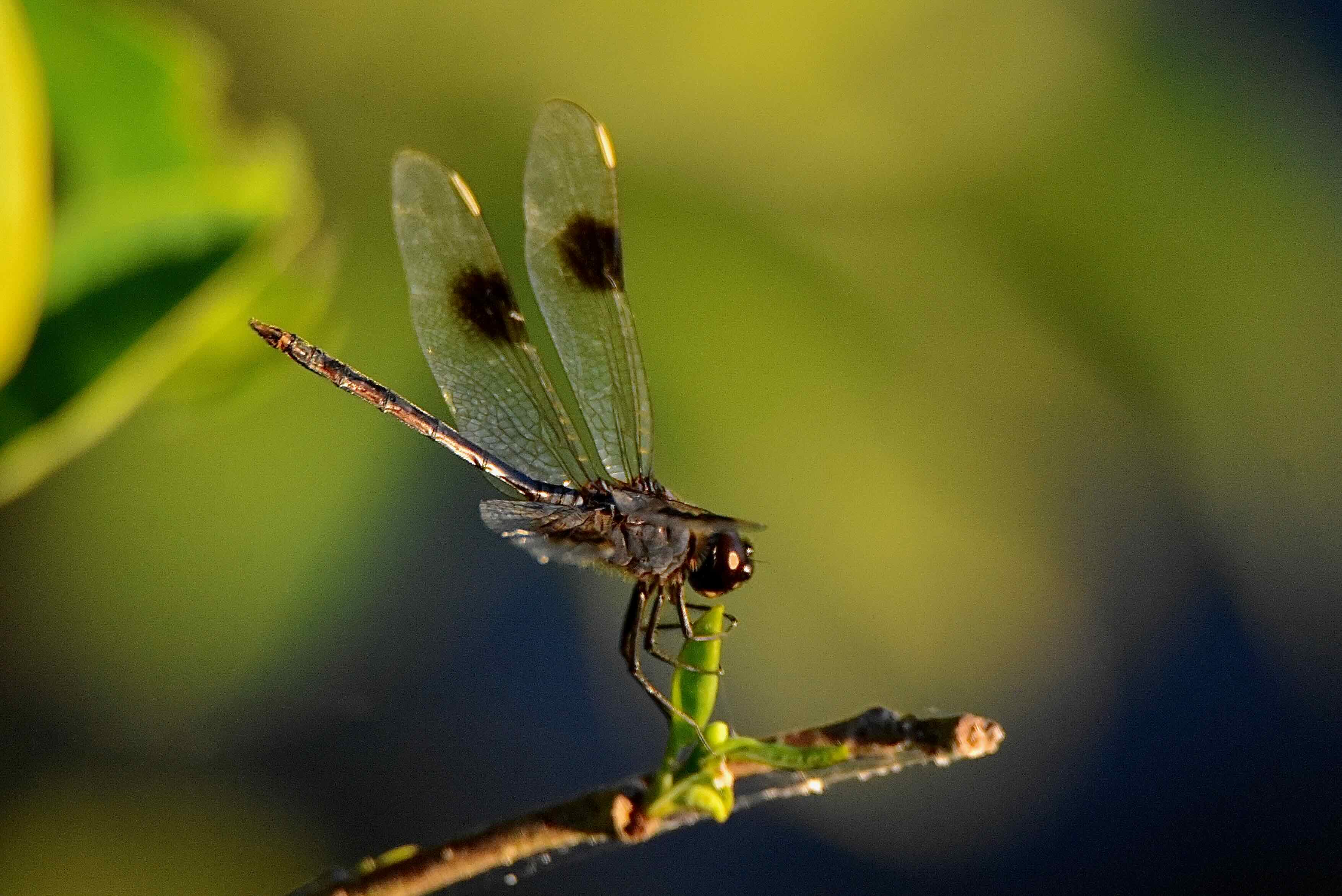four-spotted pennant