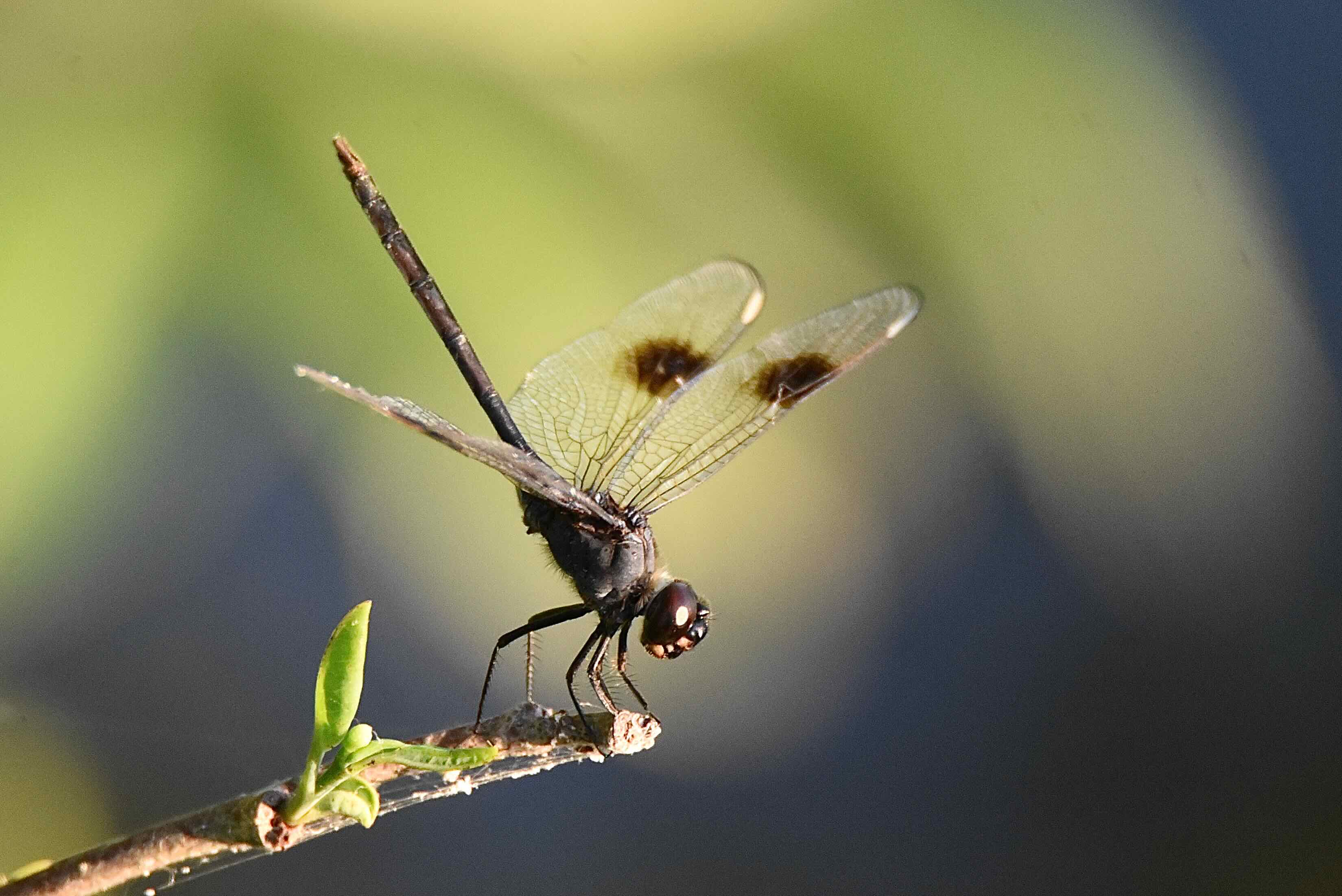 four-spotted pennant