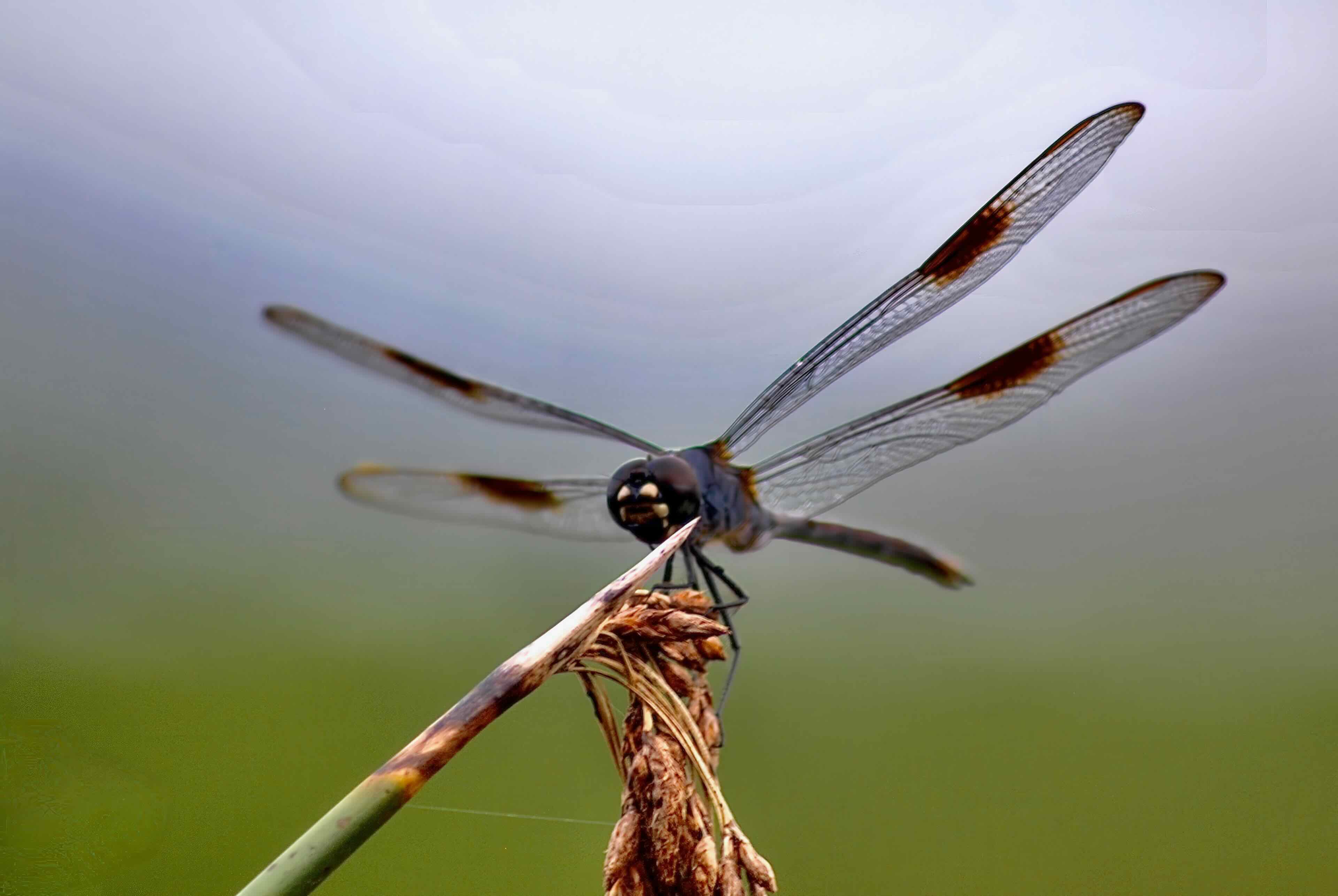 four-spotted pennant