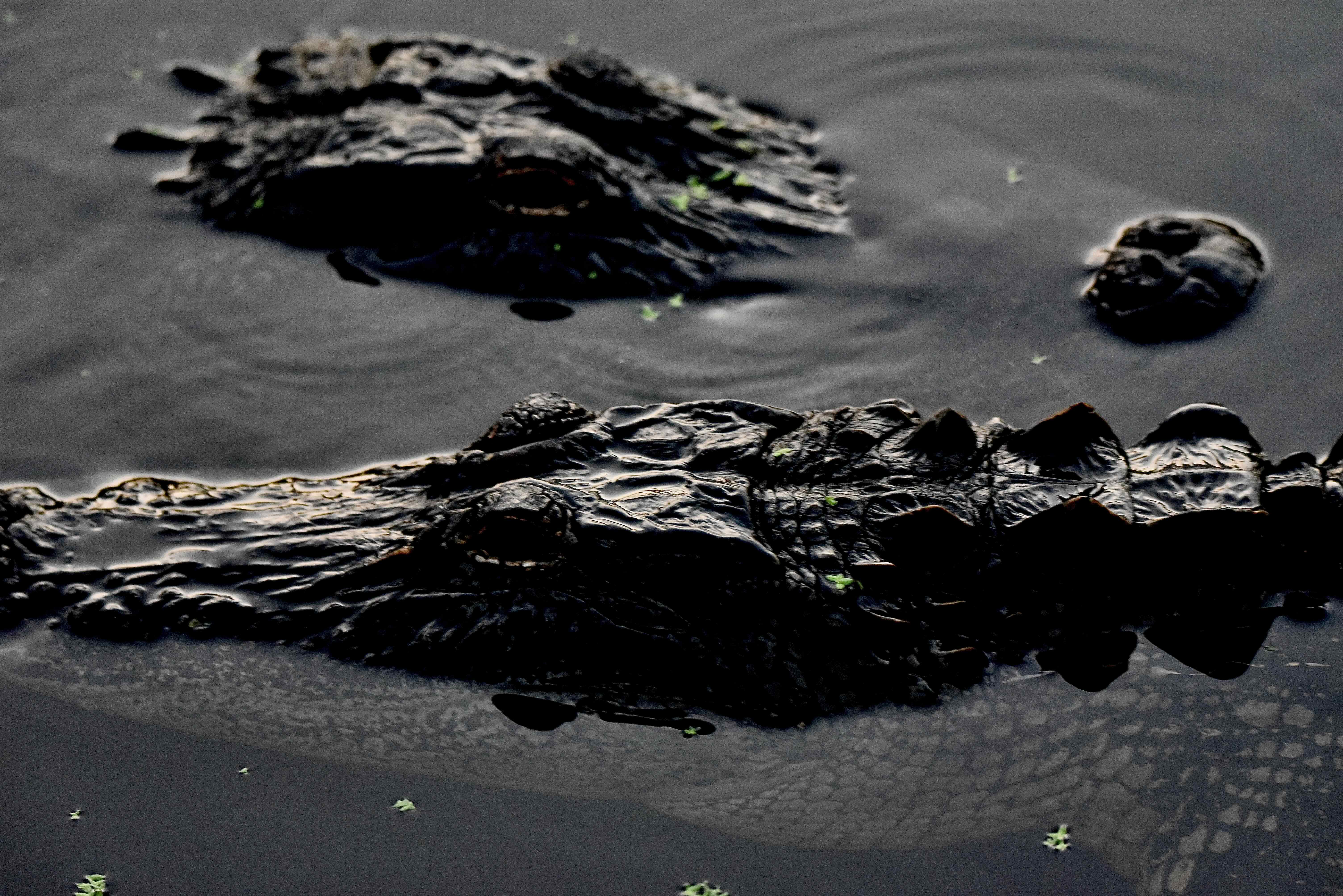 two gators
