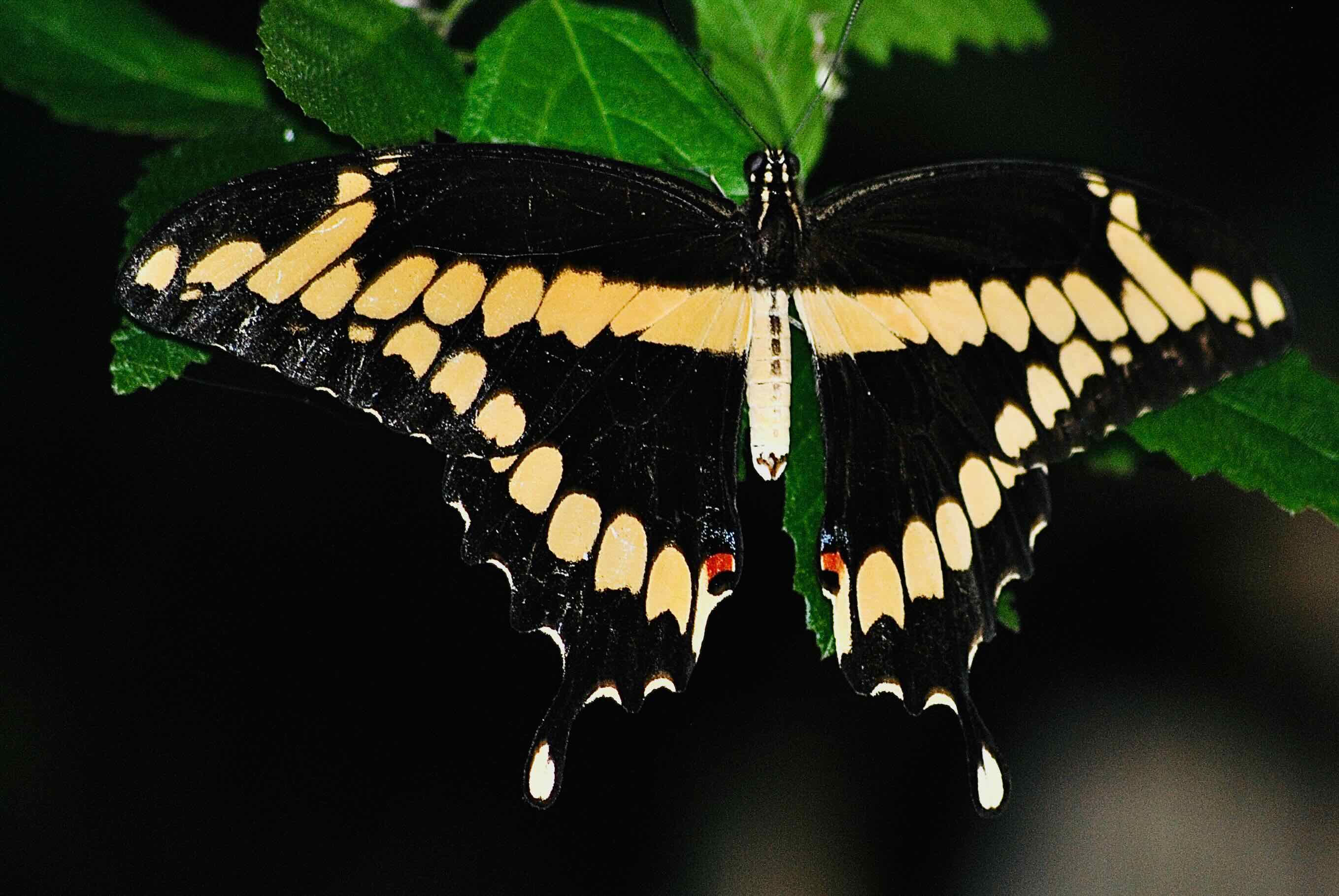 giant swallowtail butterfly