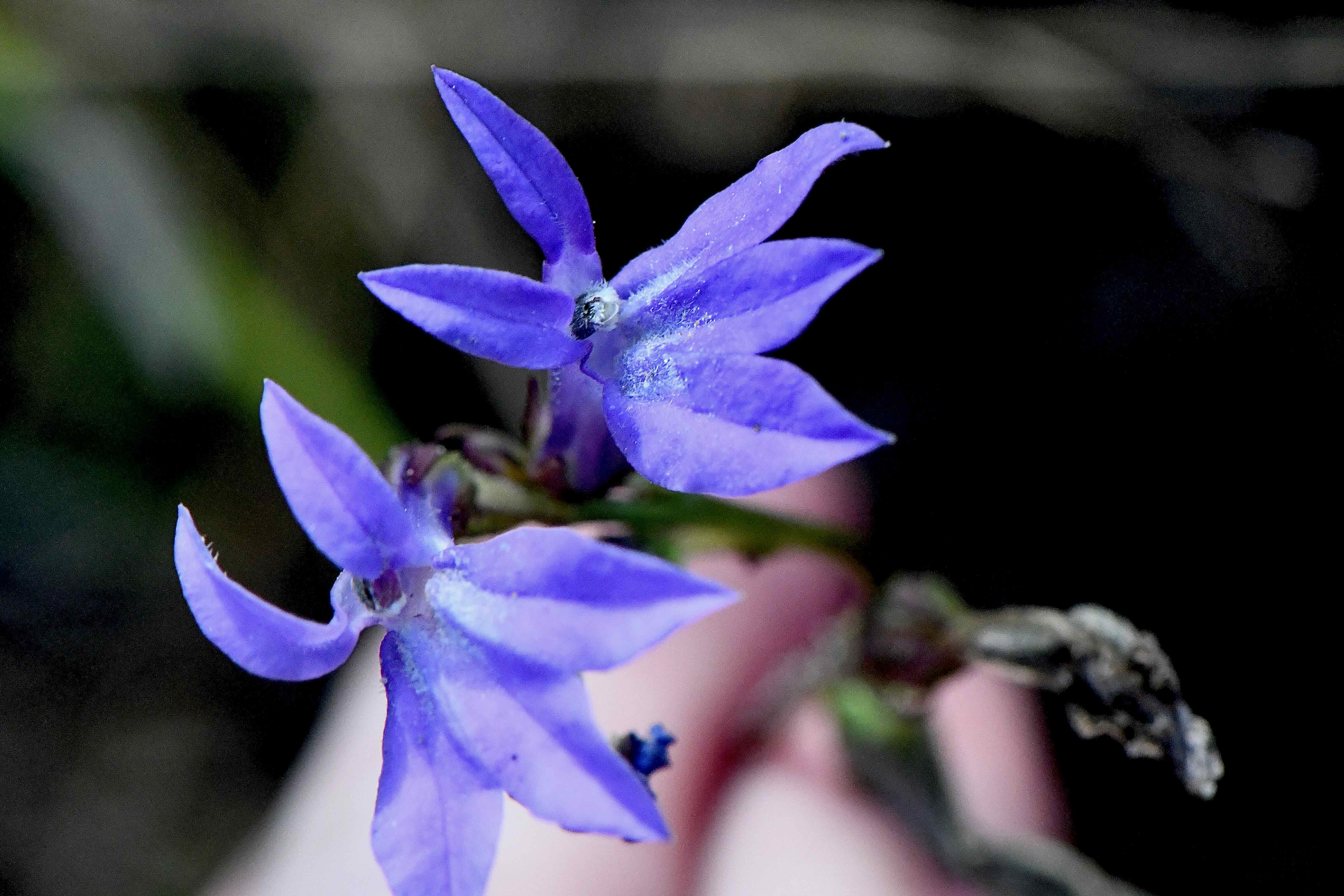 glade lobelia