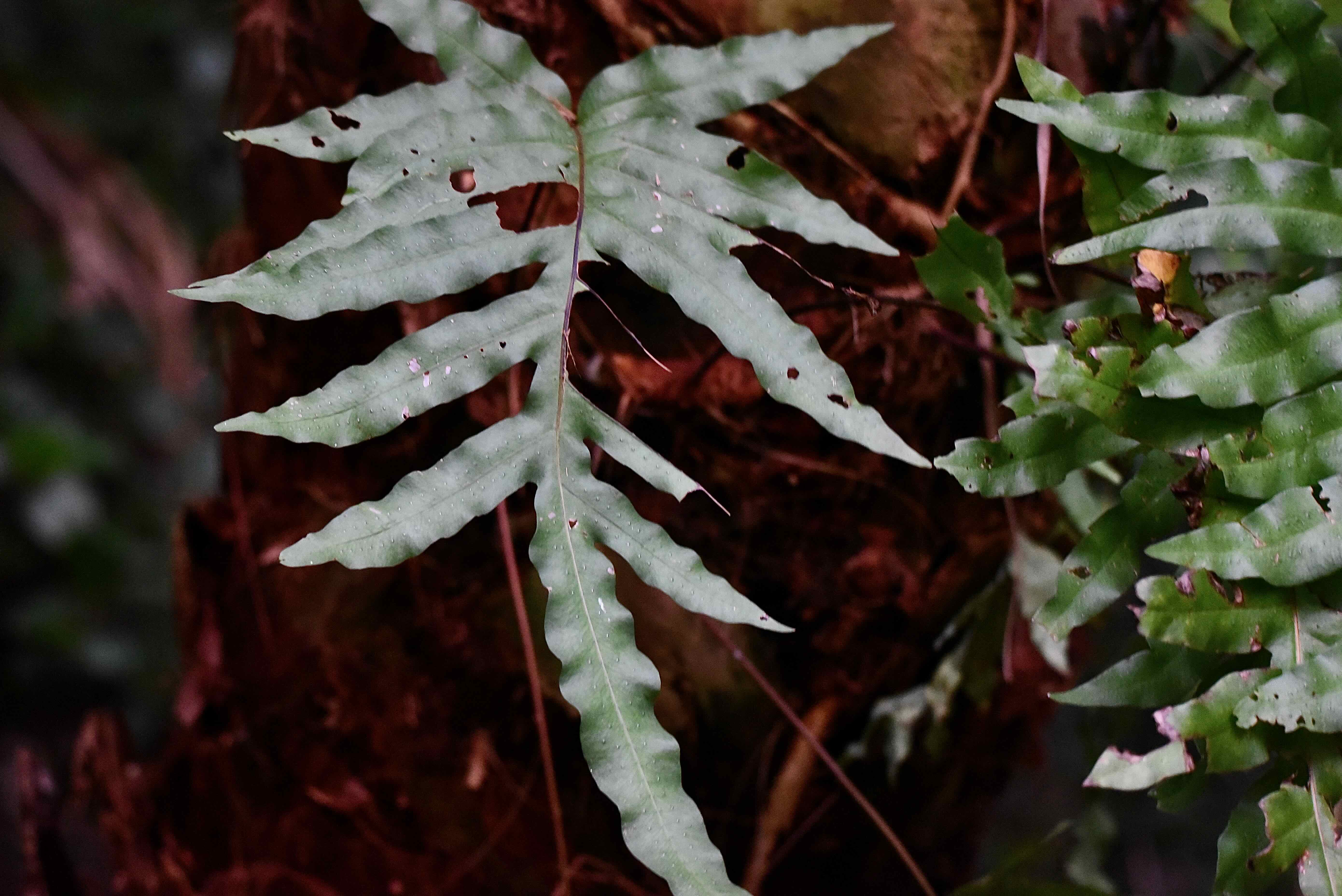 golden polypody