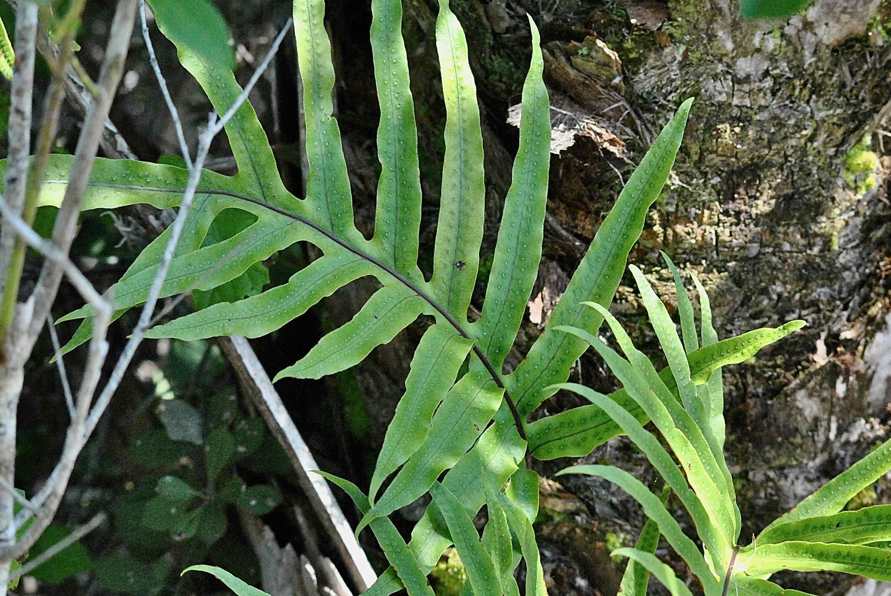 golden polypody