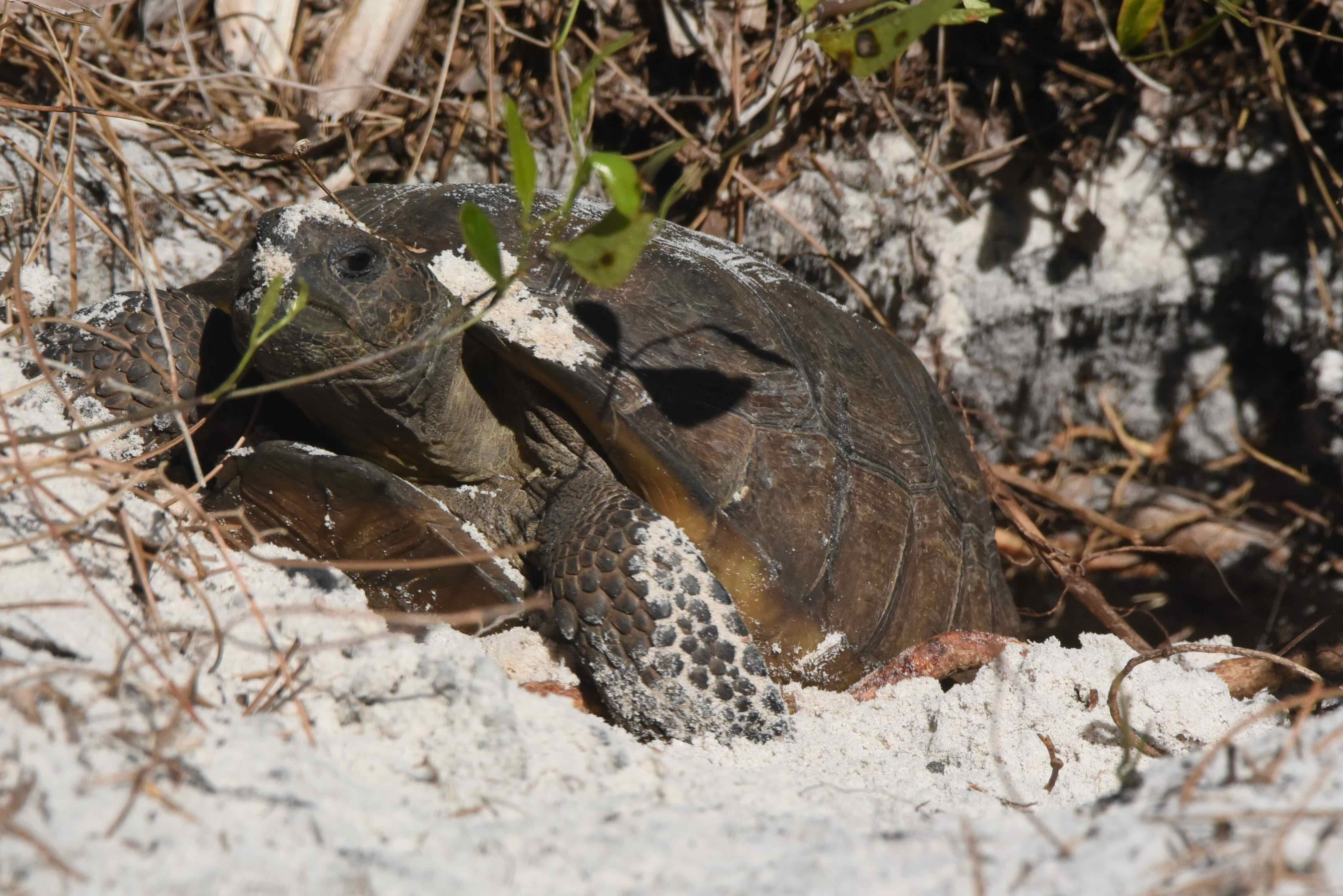 gopher tortoise