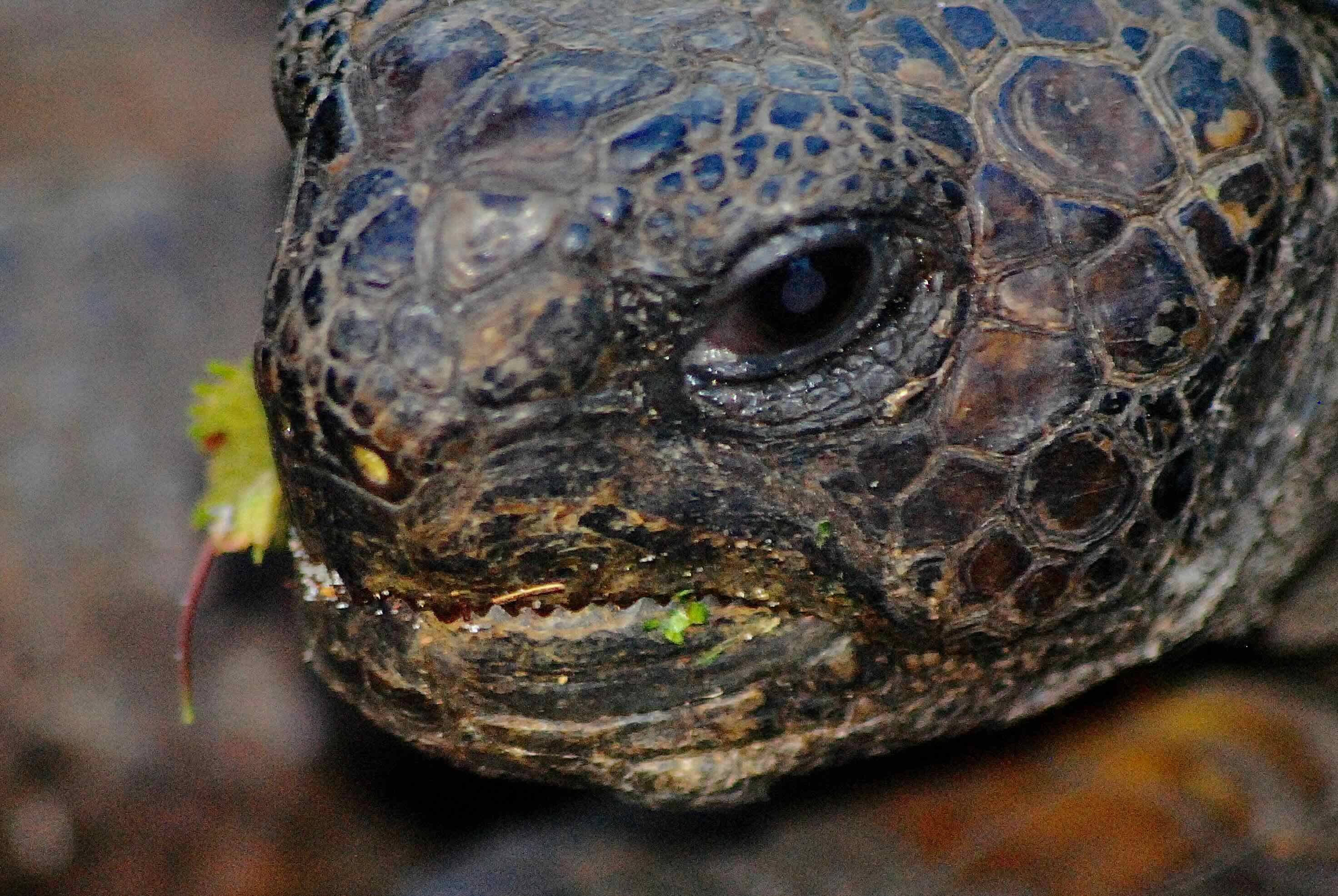 gopher tortoise face