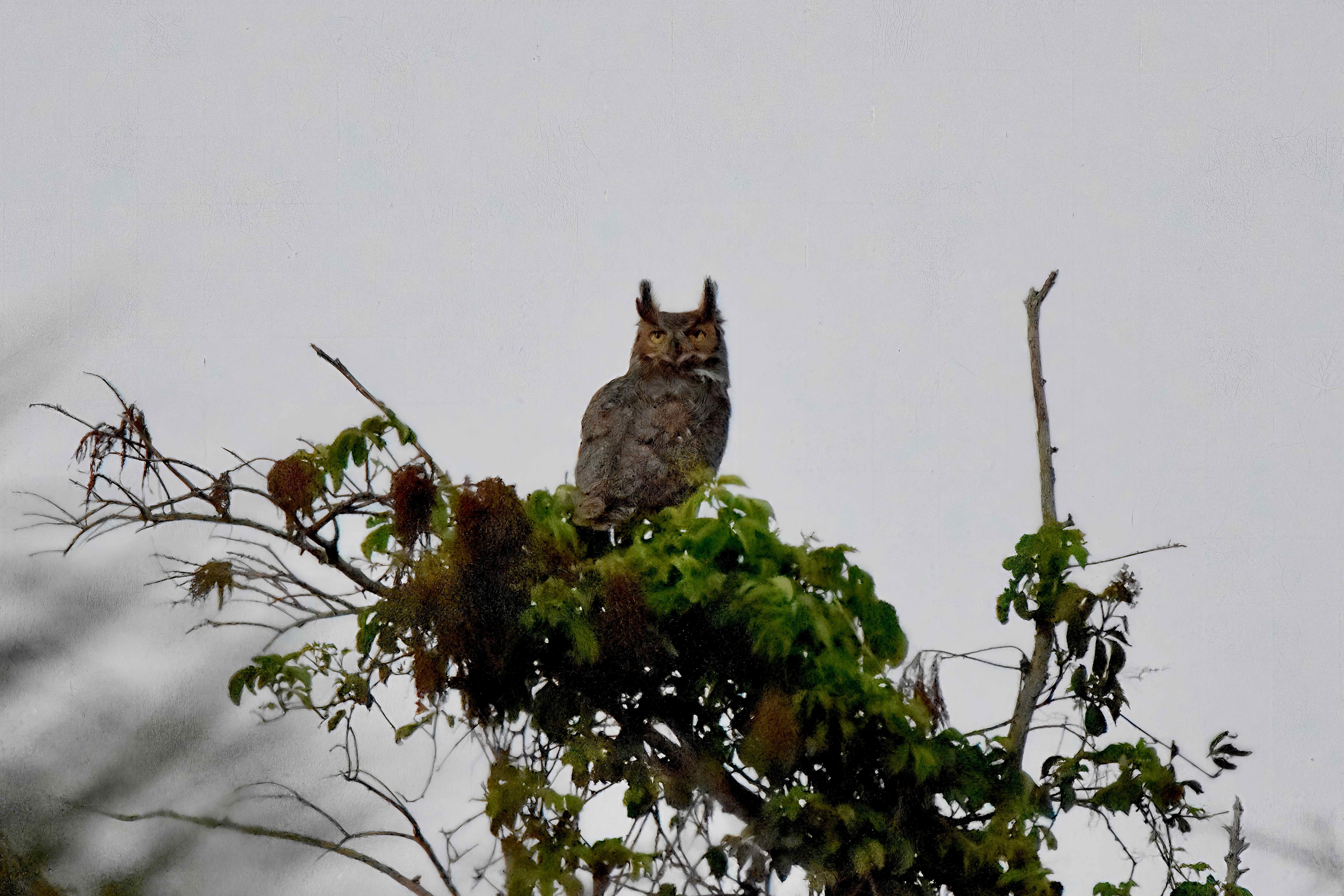 great horned owl