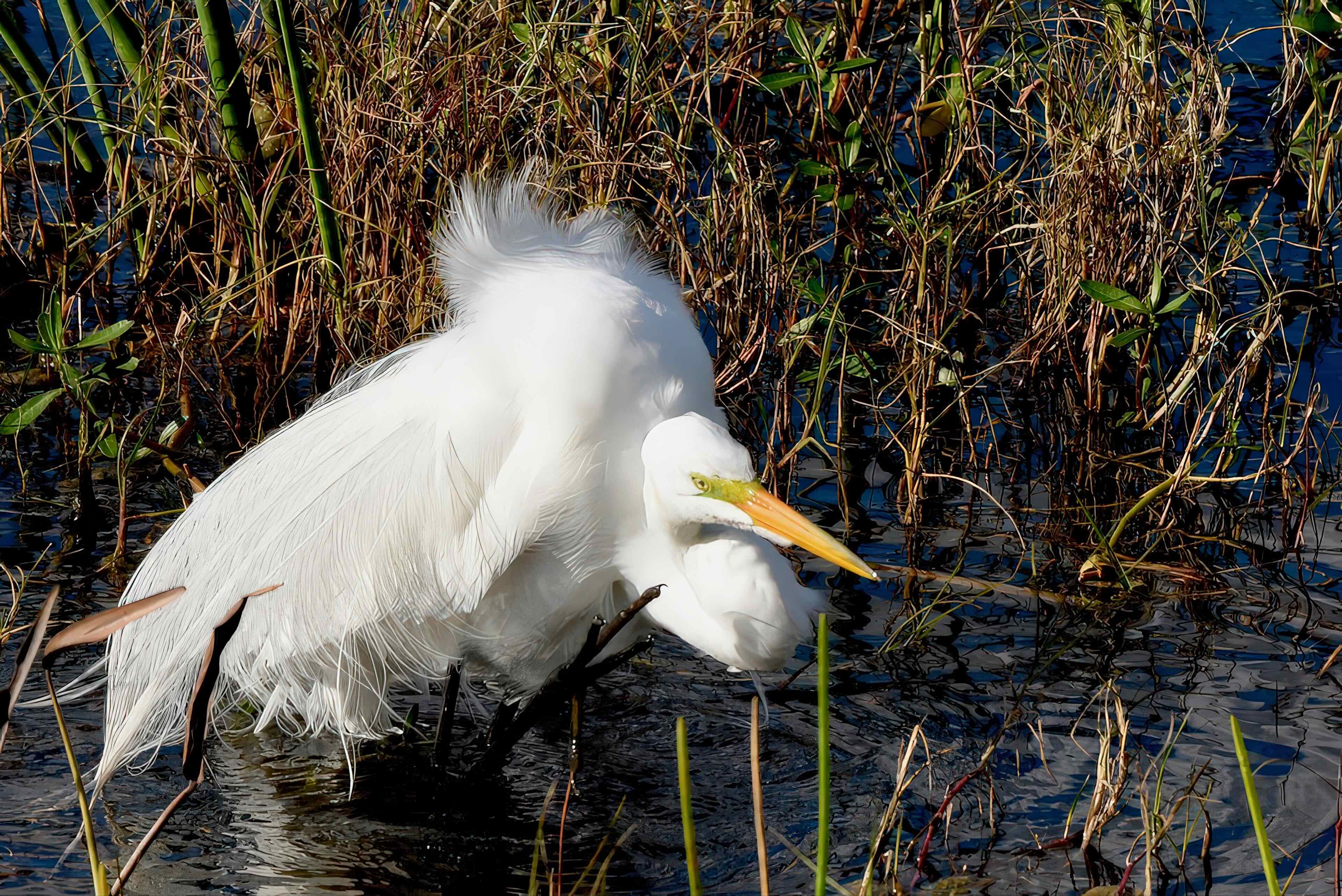 white heron