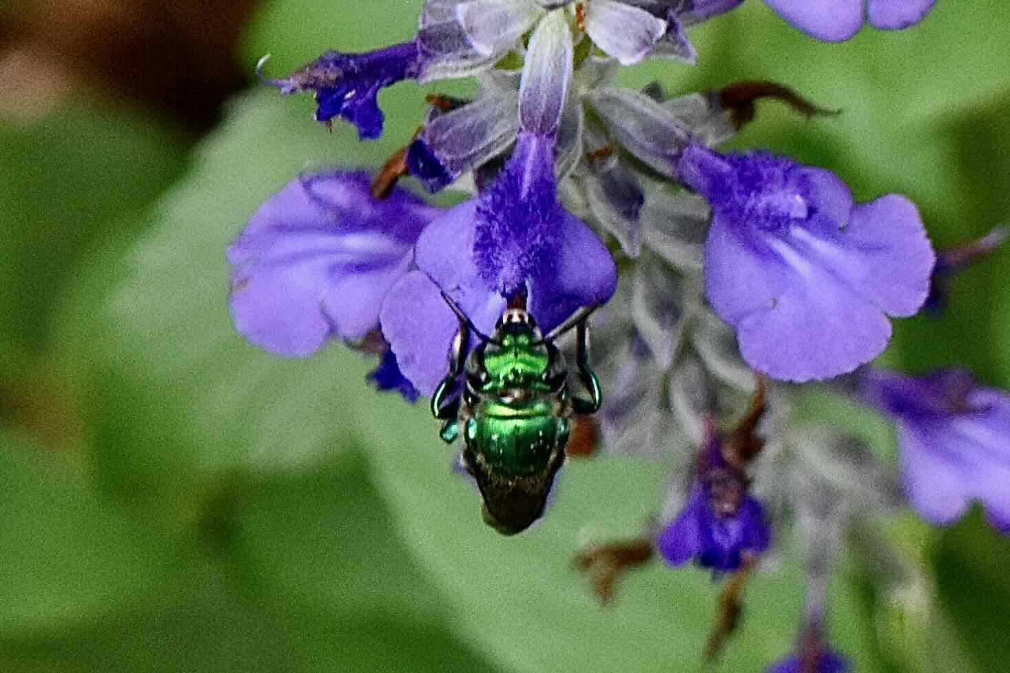 green orchid bee