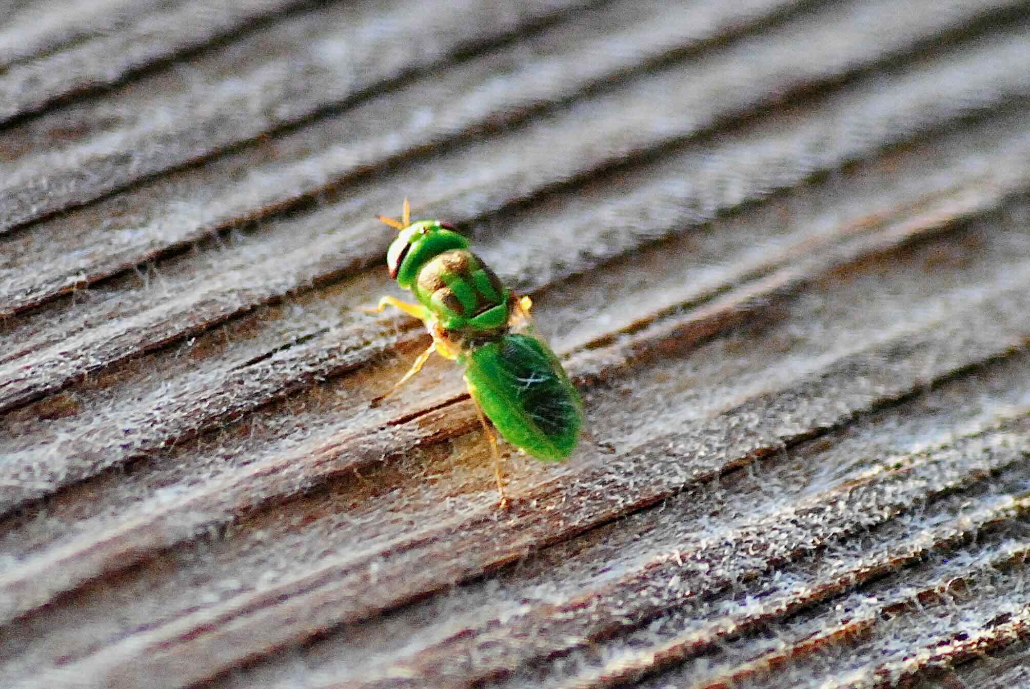green soldier fly