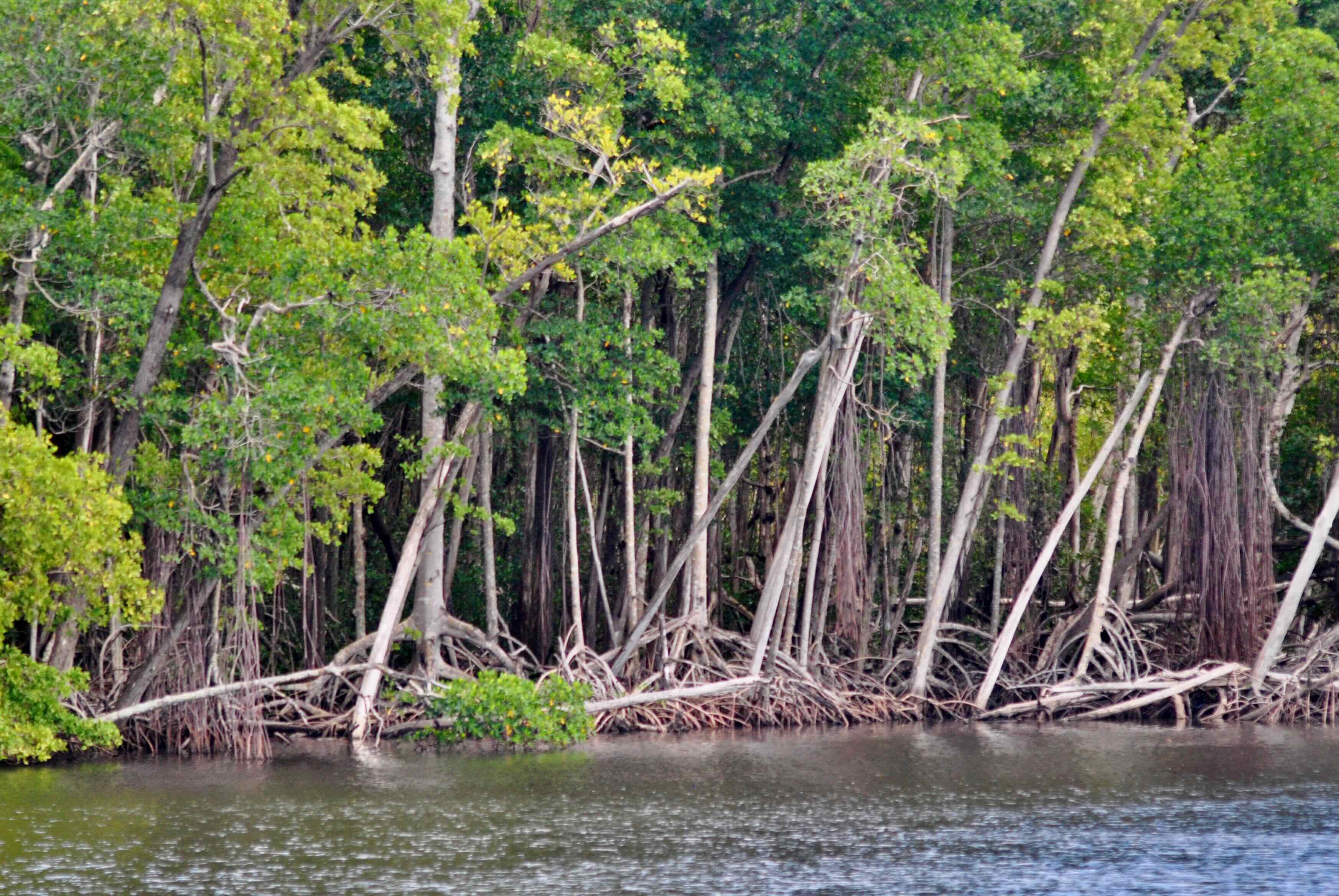 mangrove-lined bank