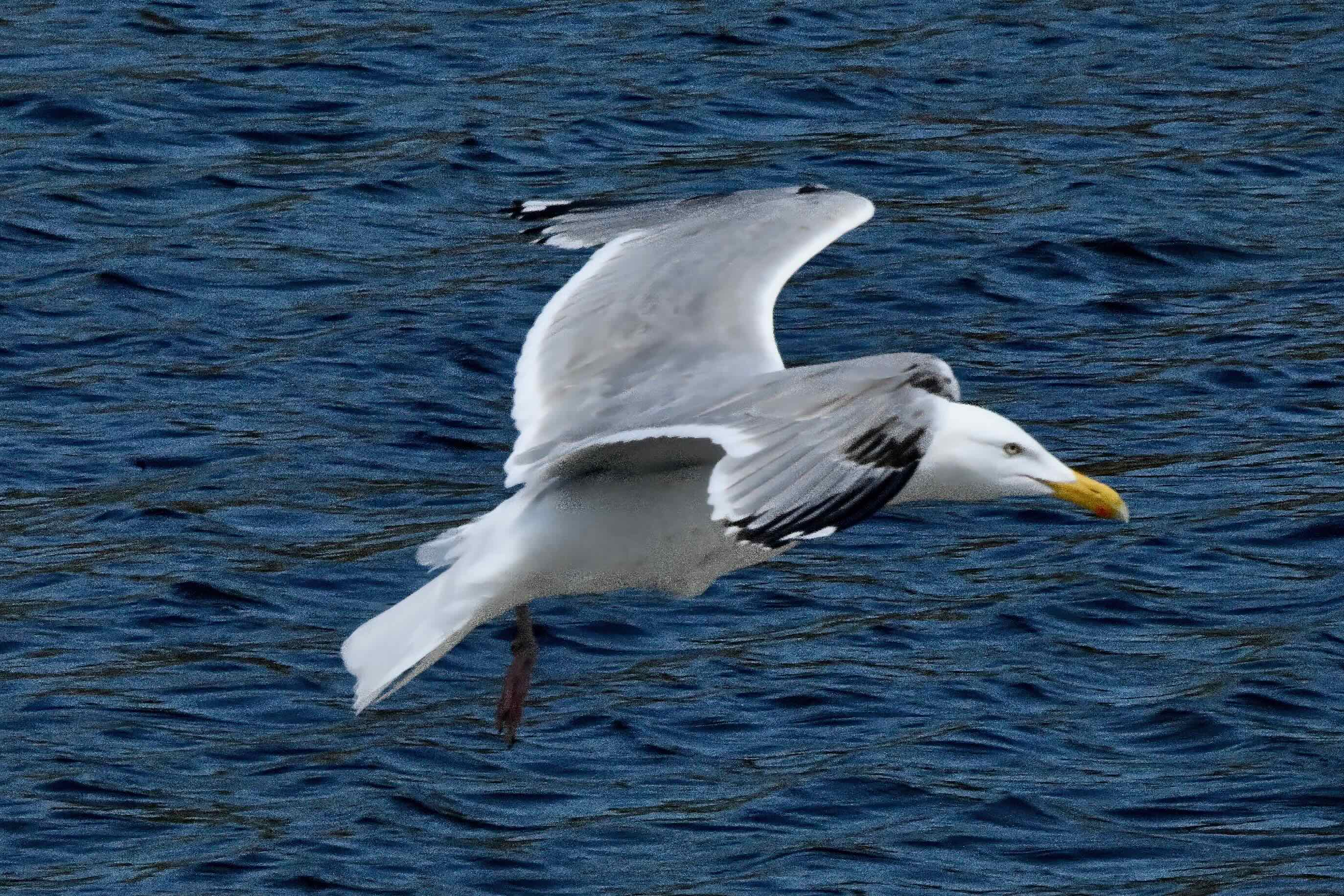 herring gull