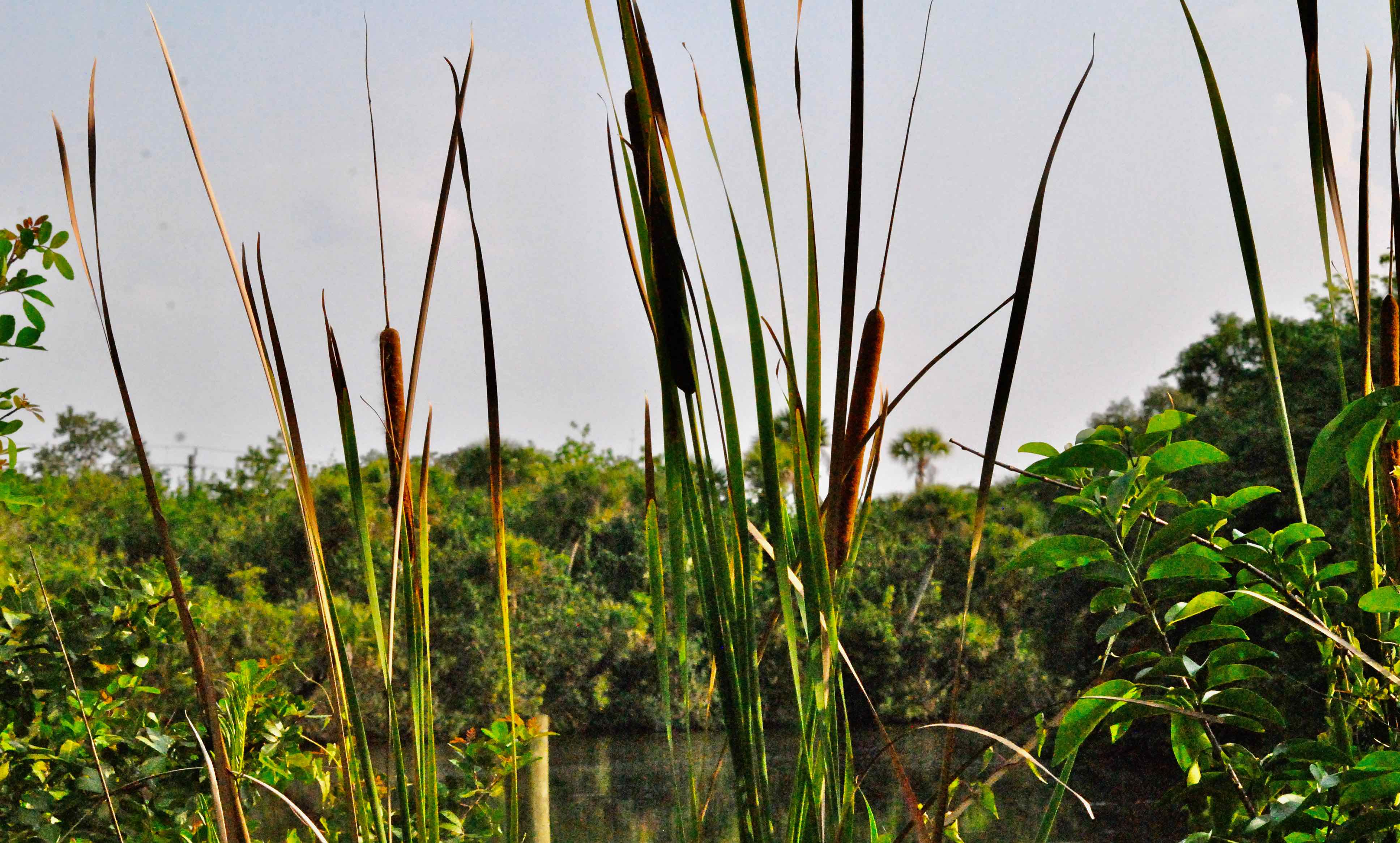 cattails and the river