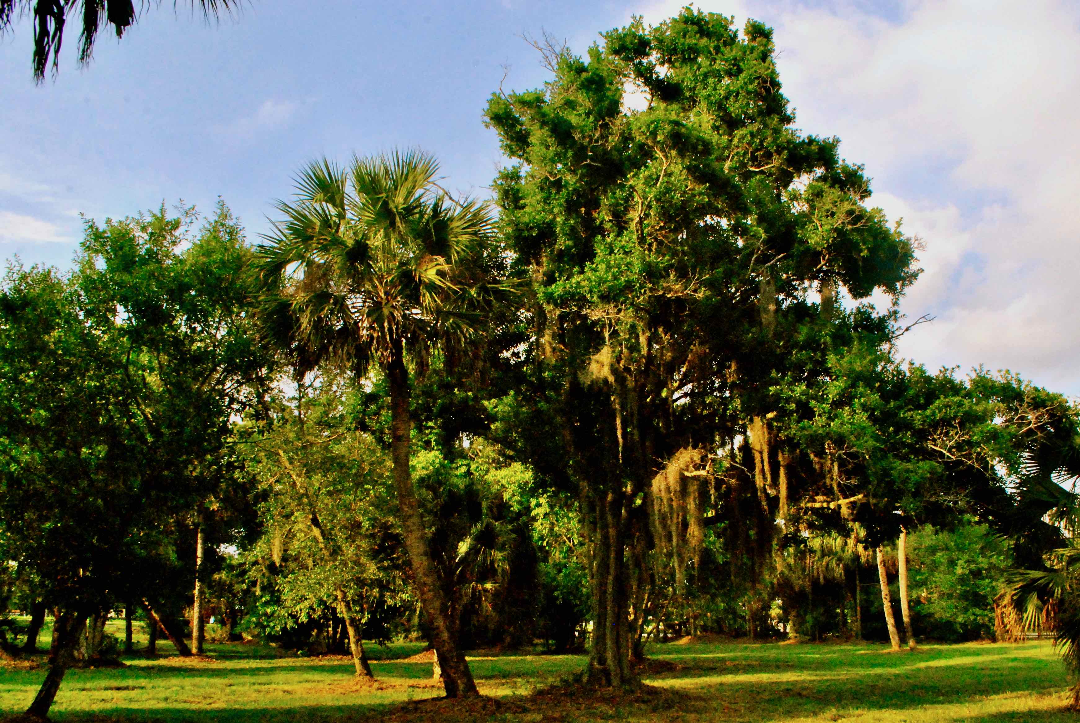 trees