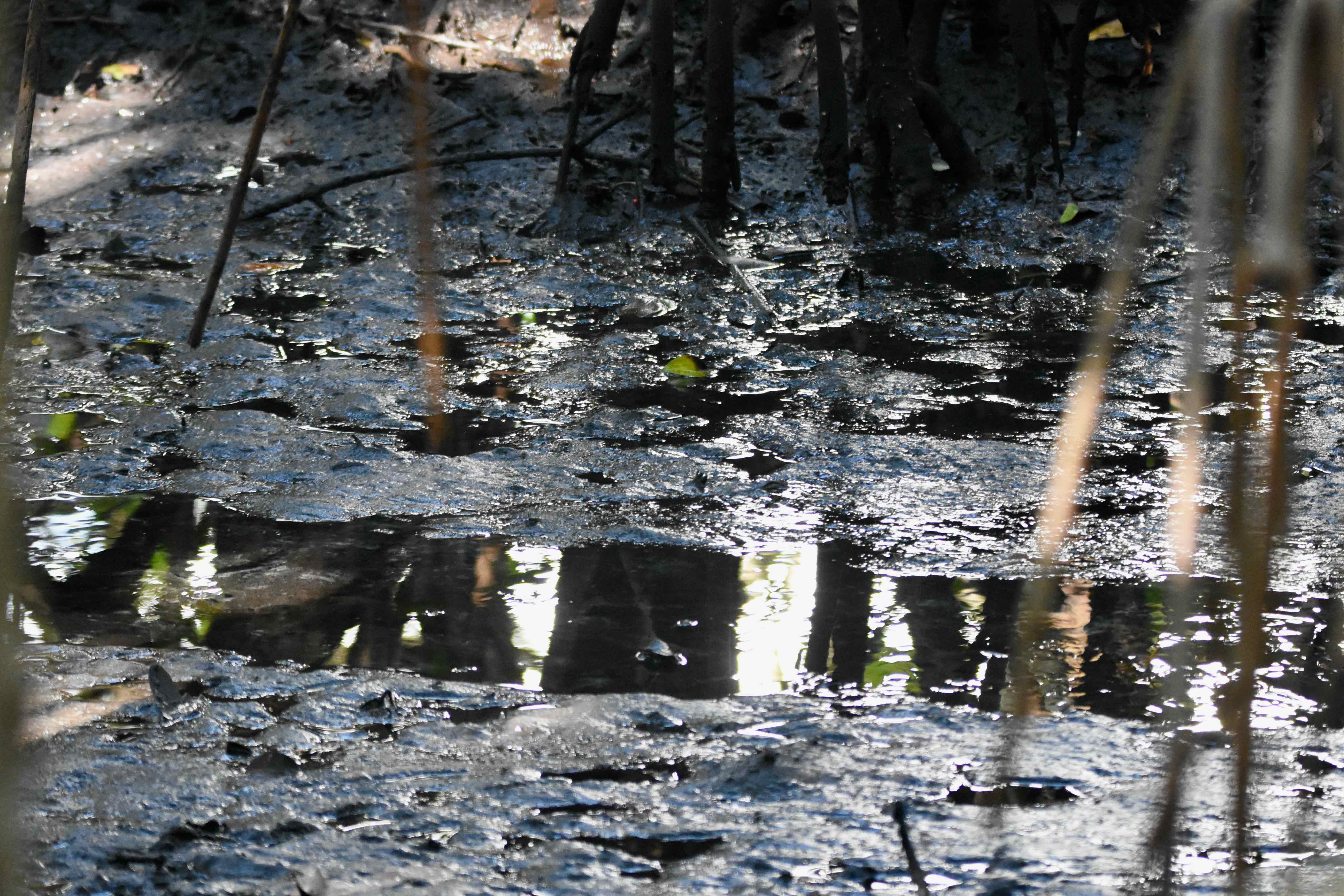 tidal creek
