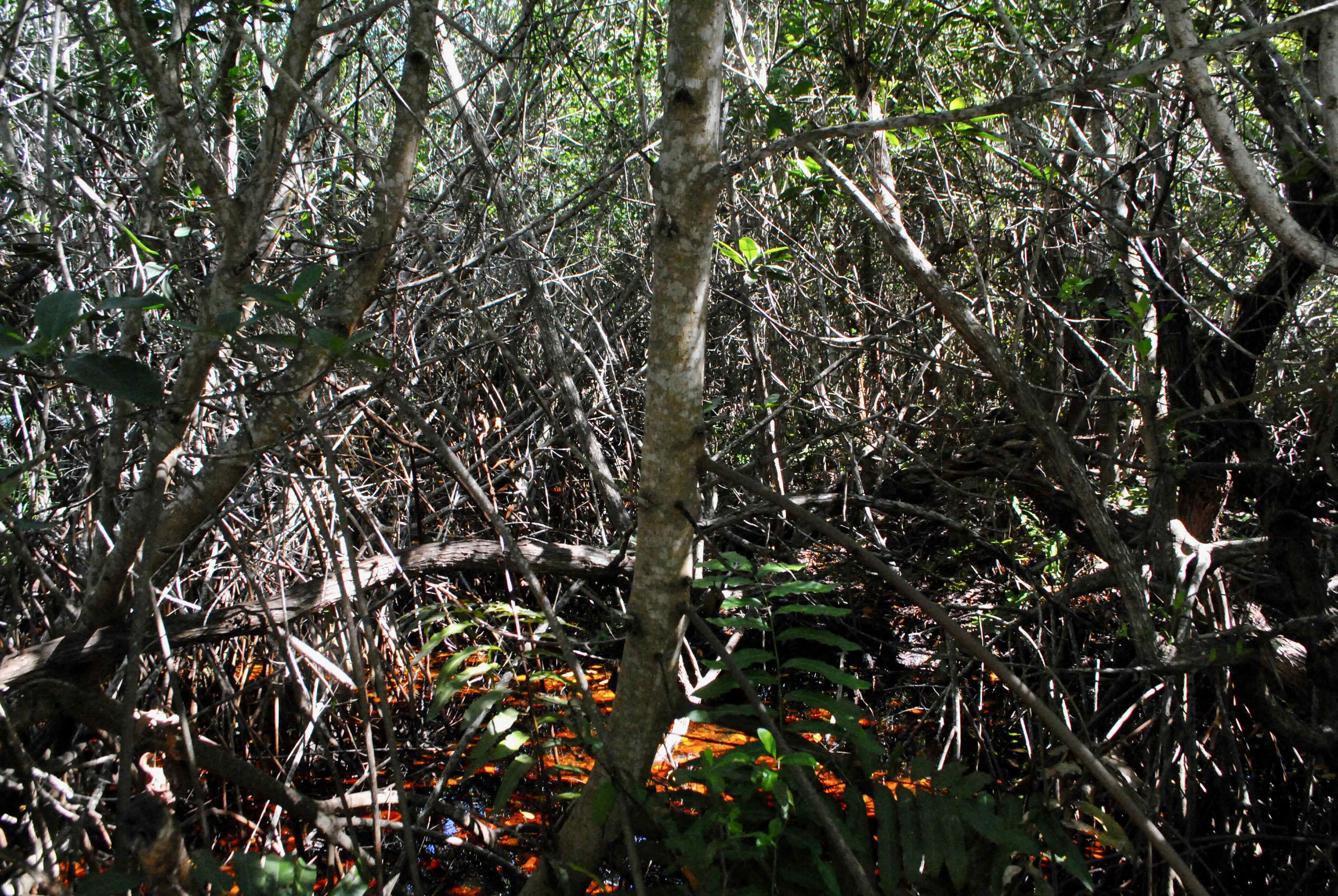 mangrove swamp