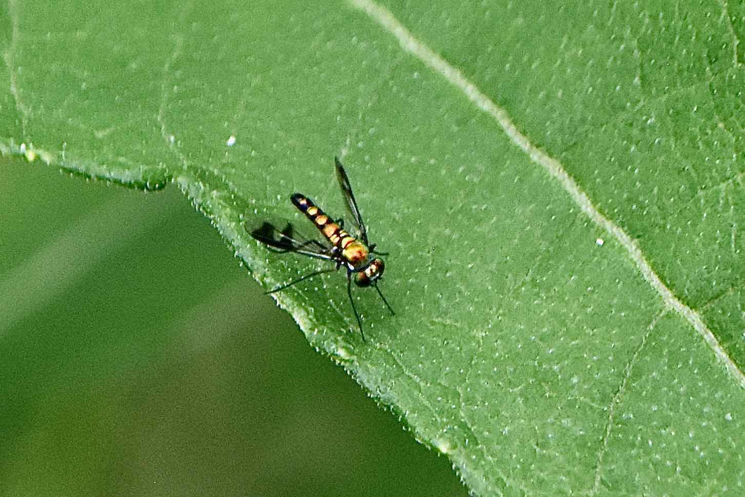 long-legged green fly