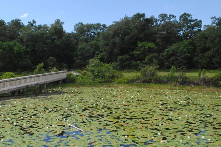 wetland