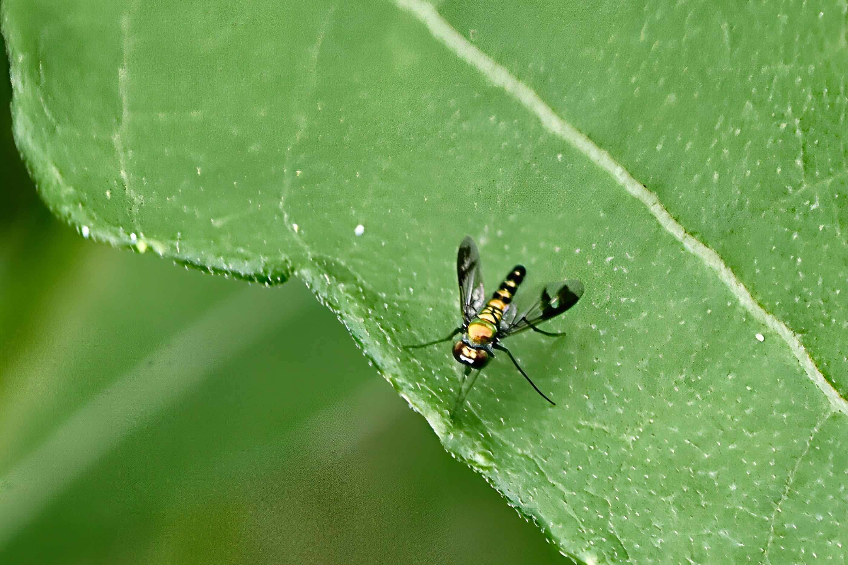 long-legged green fly