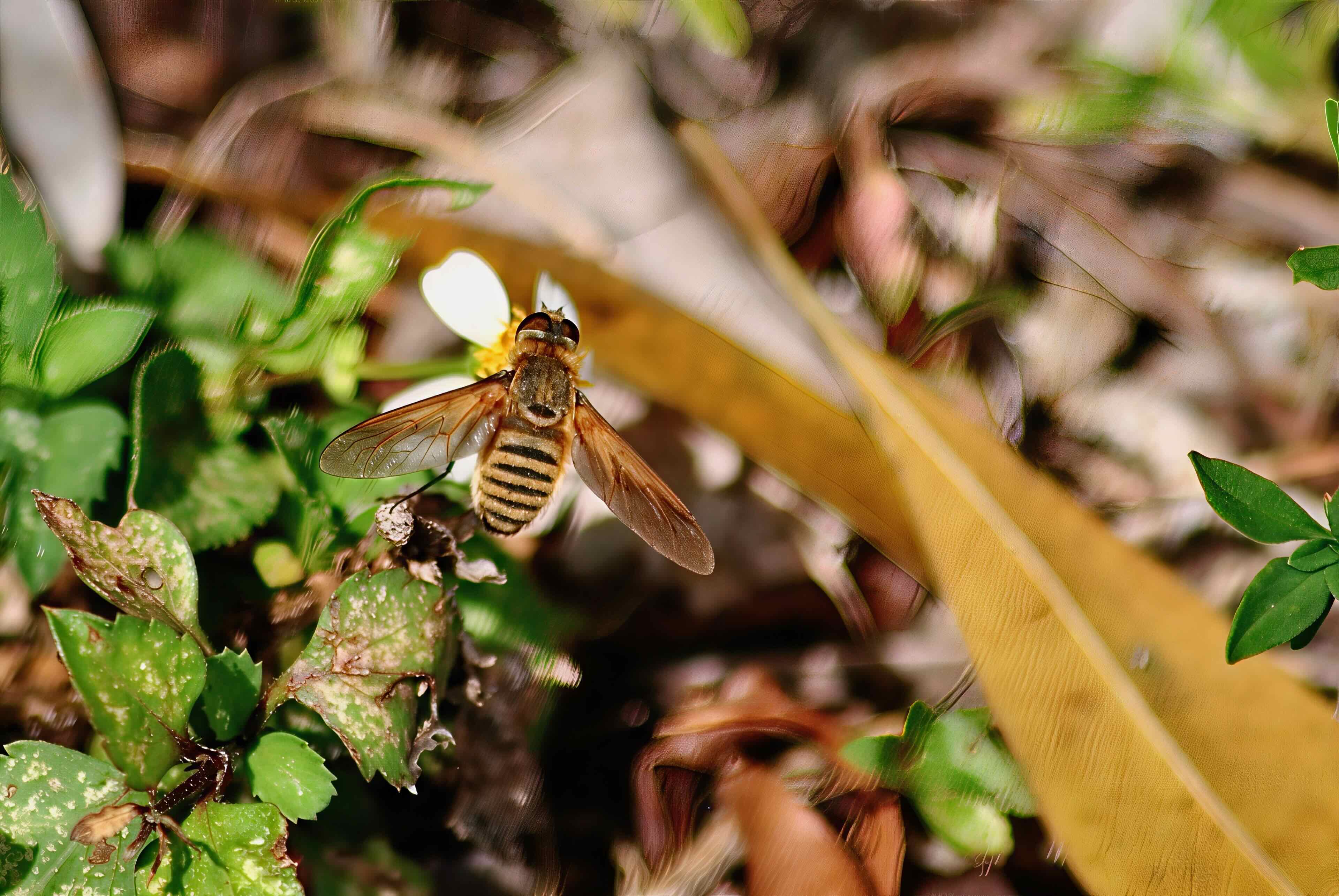 Lucifer Banded Bee Fly