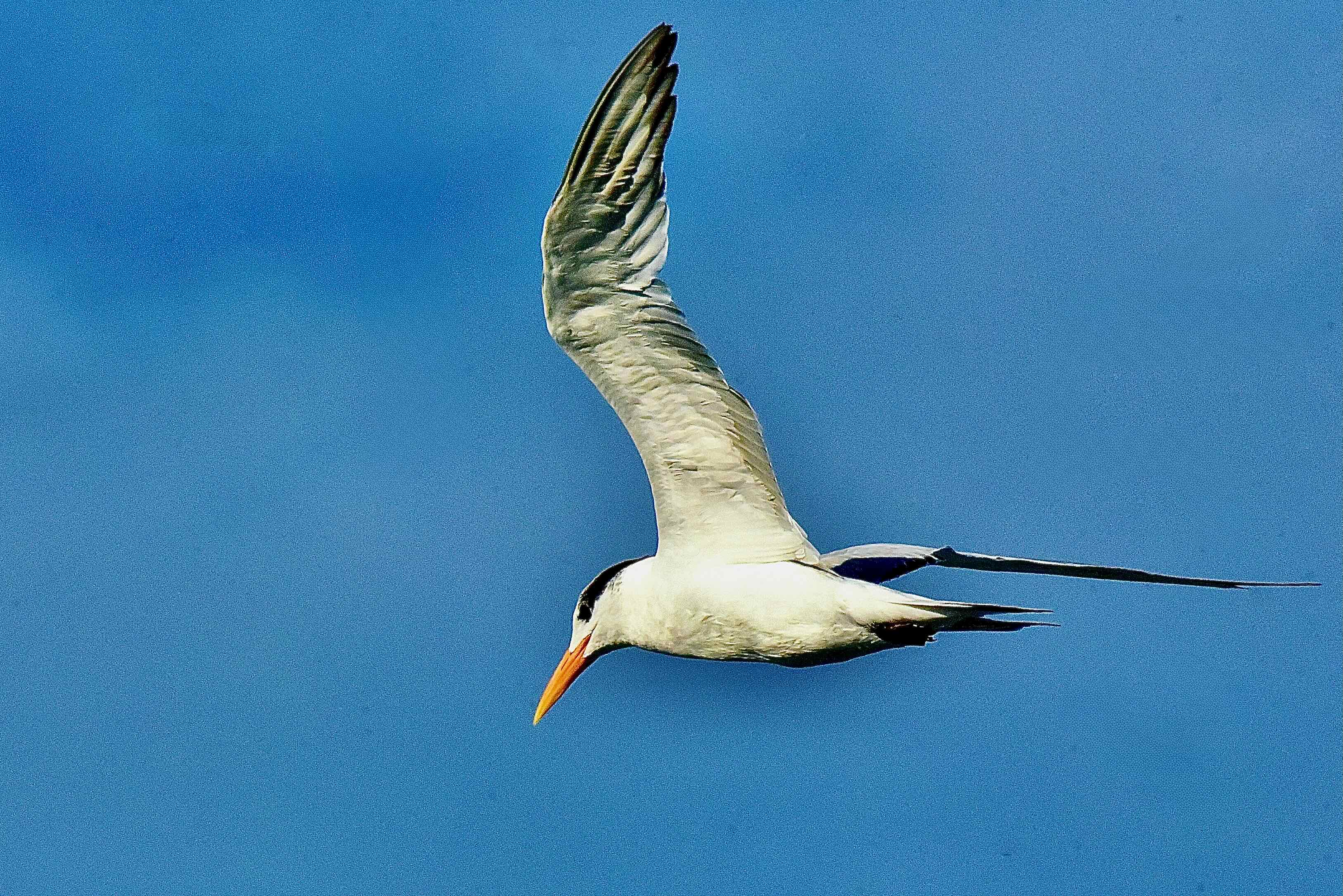royal tern