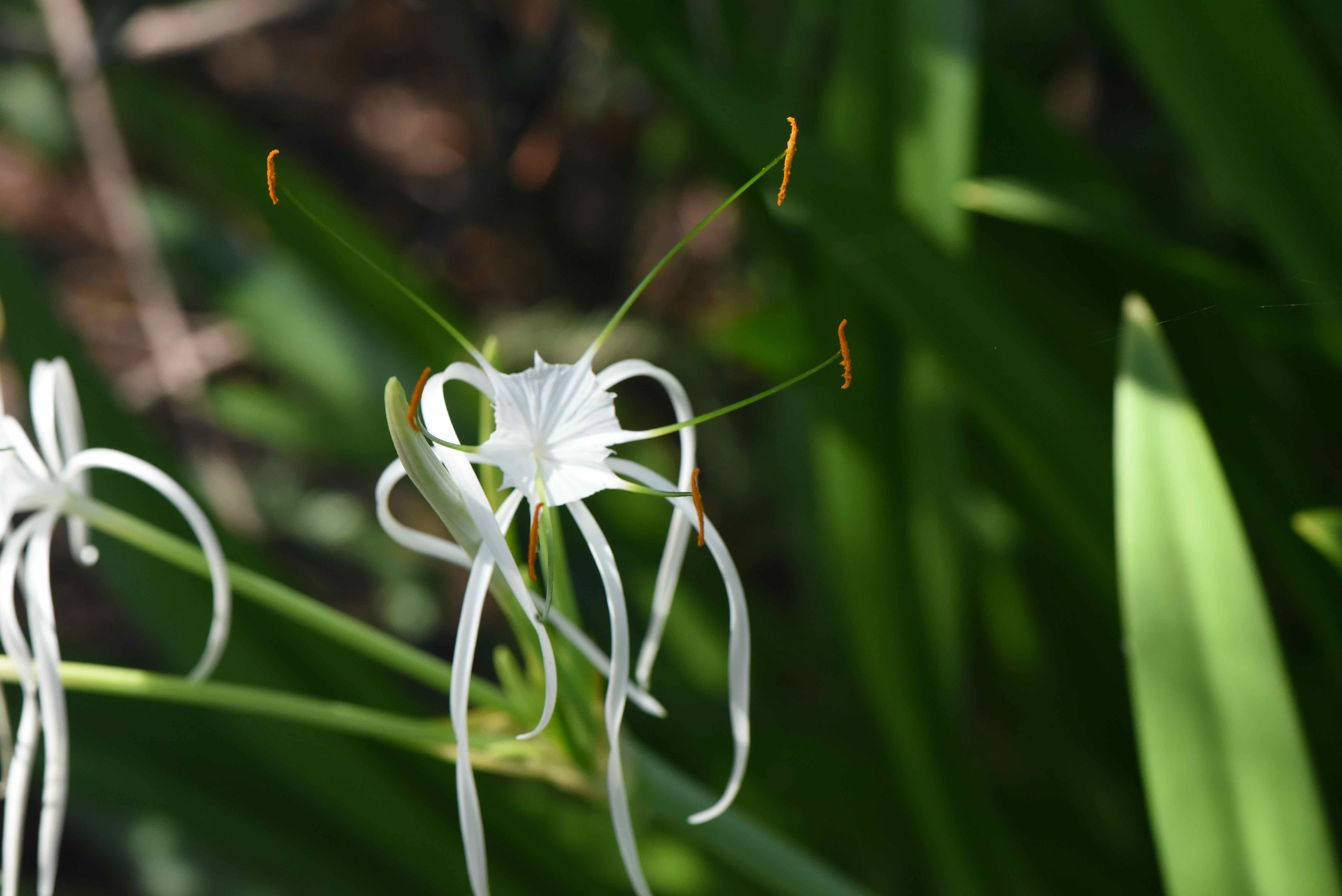 mangrove spider lily