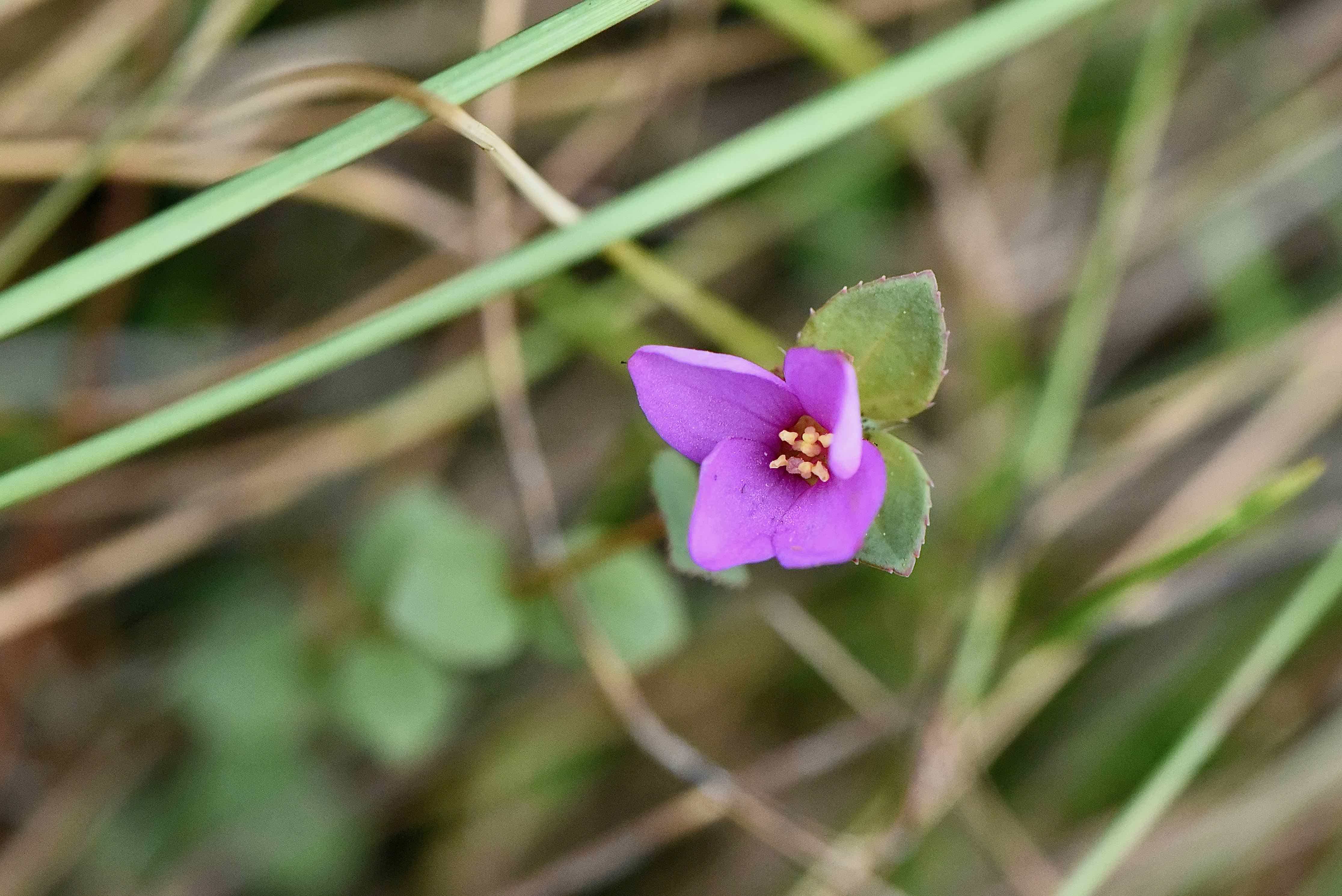 nuttall's meadowbeauty