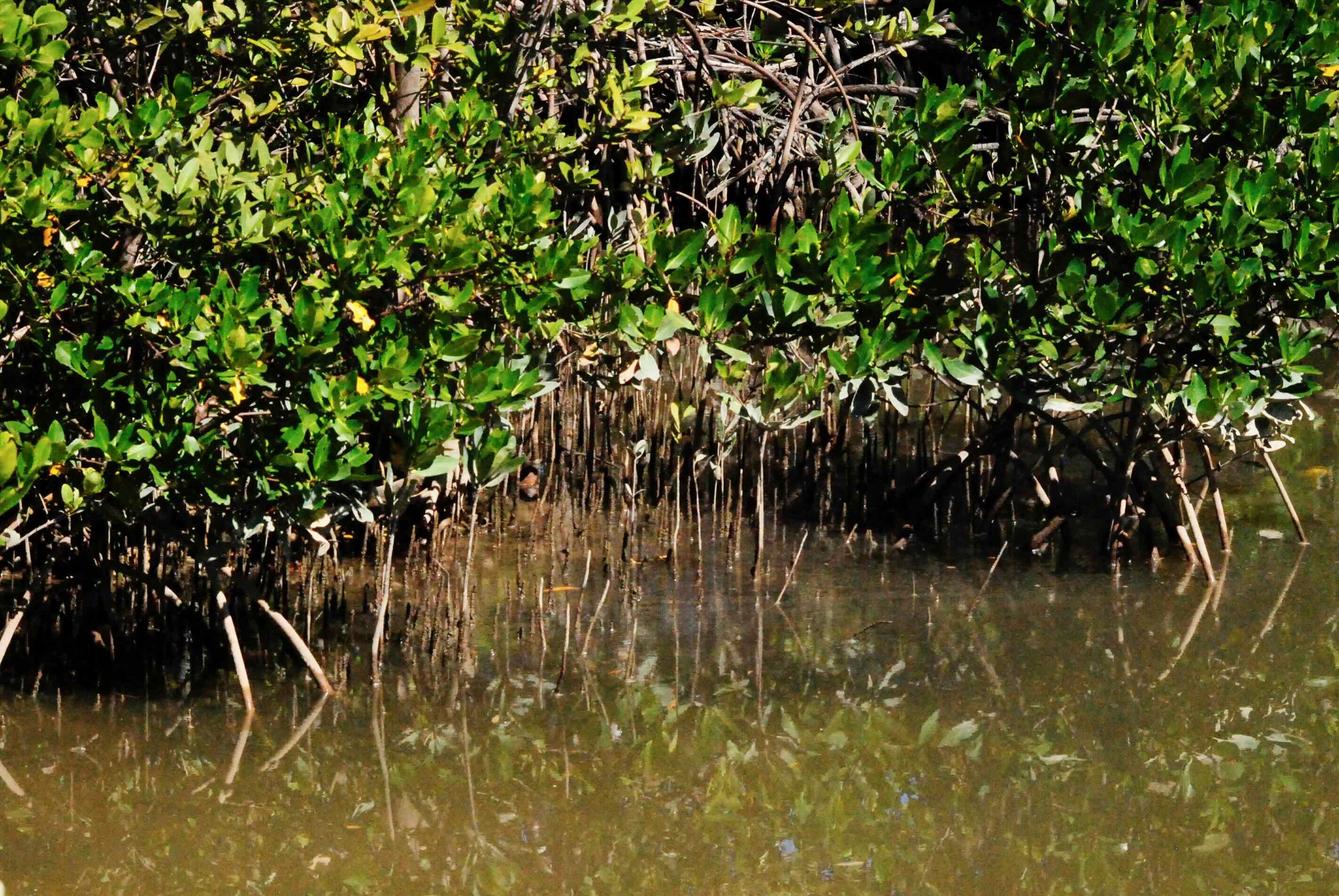 mangroves