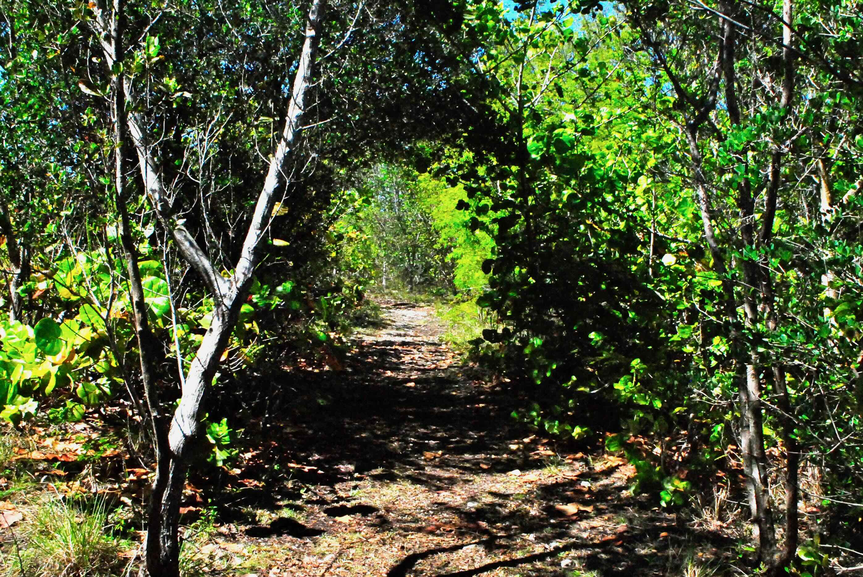 nature trail