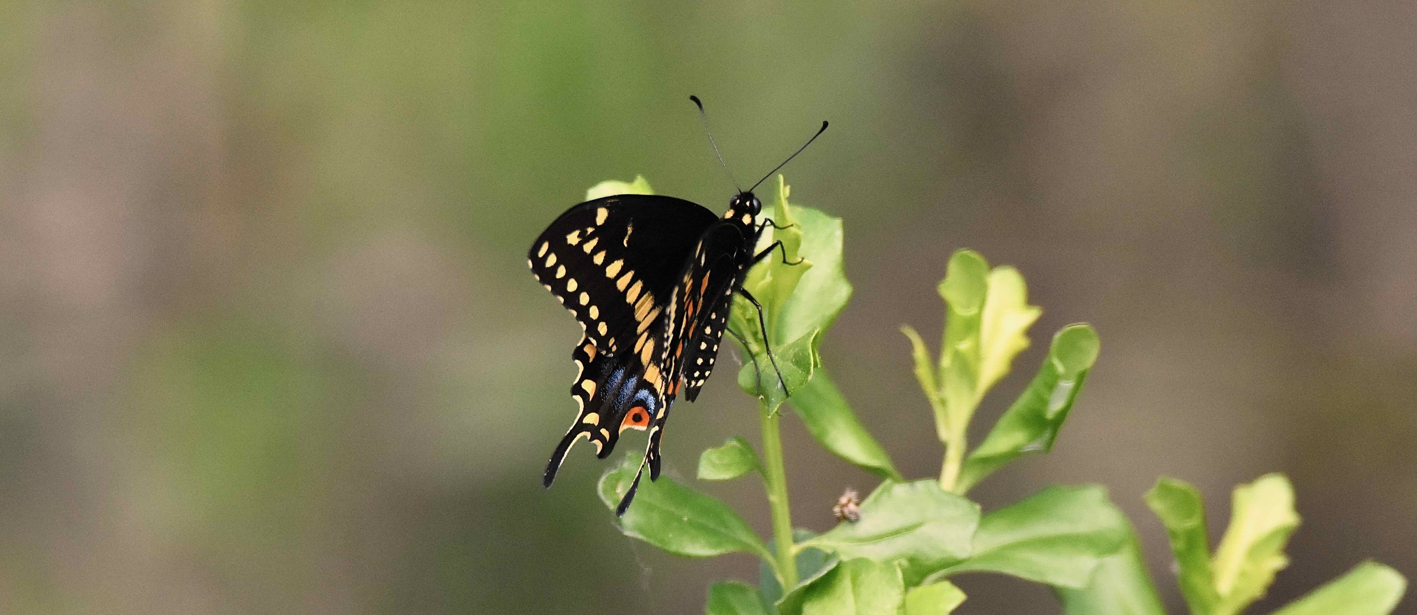 palomeides swallowtail