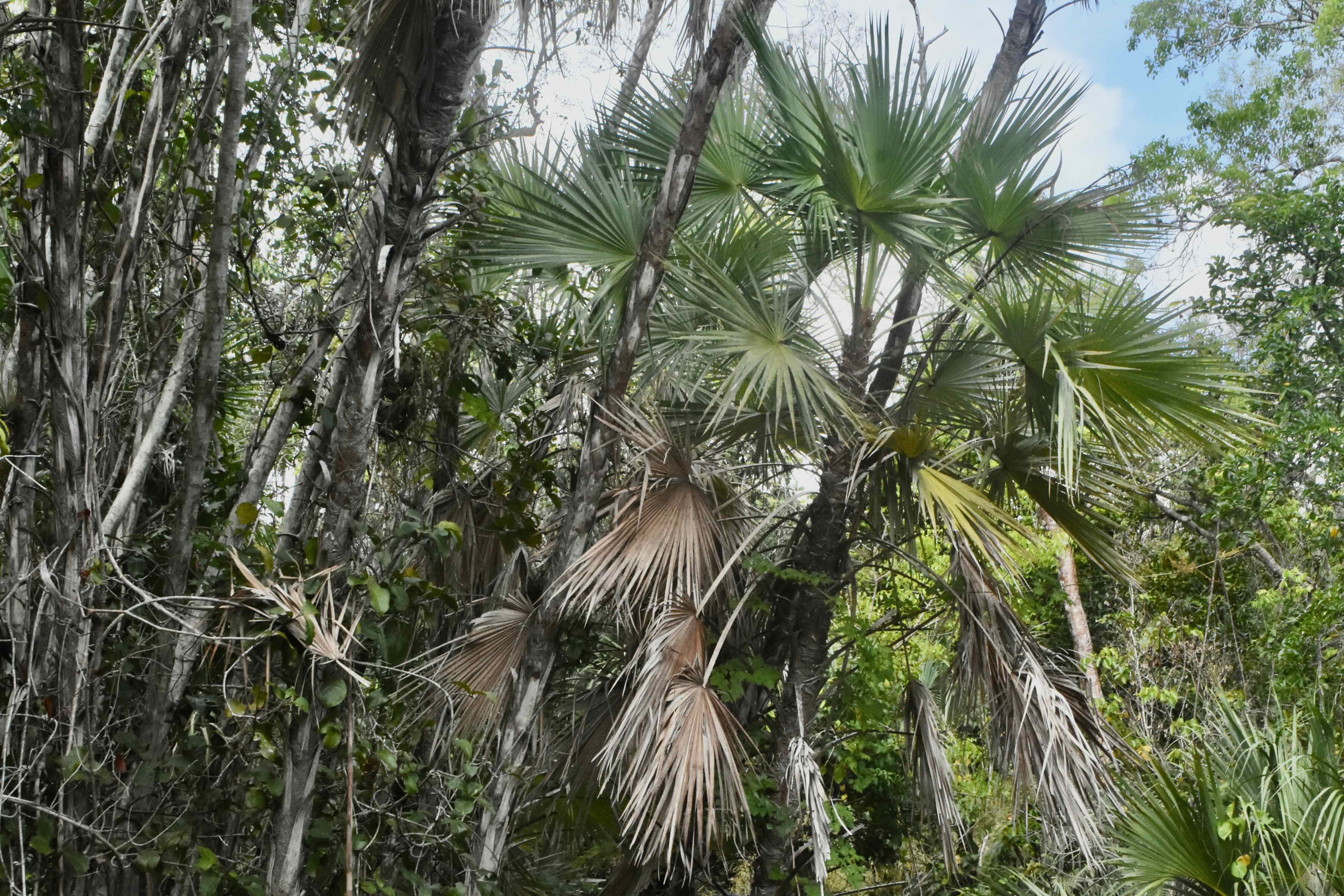 paurotis palm