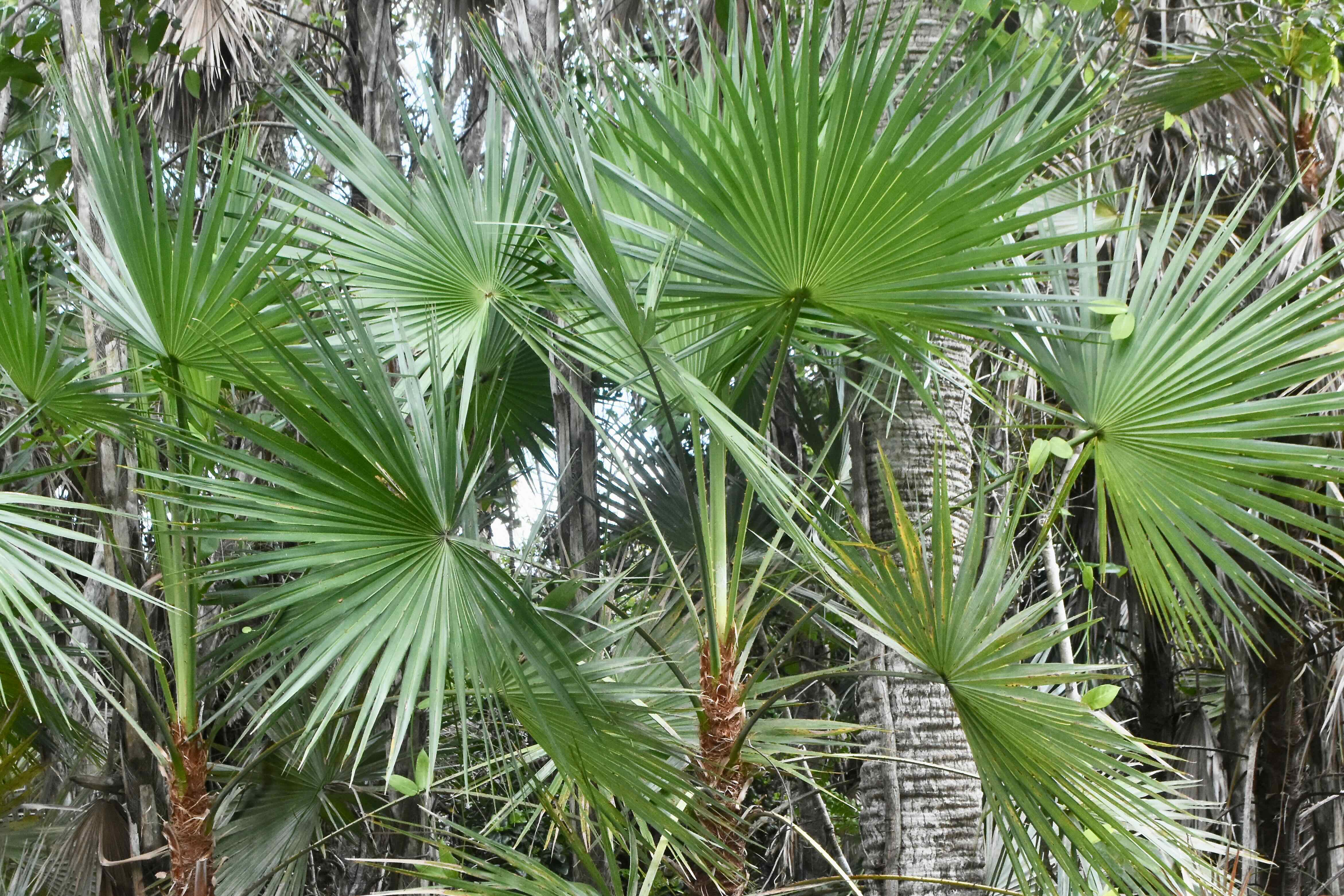 paurotis palm