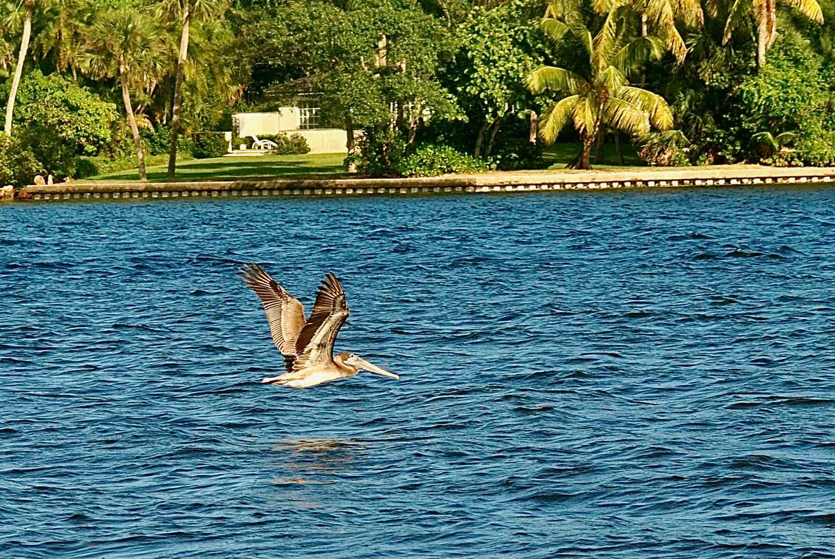 brown pelican indian river