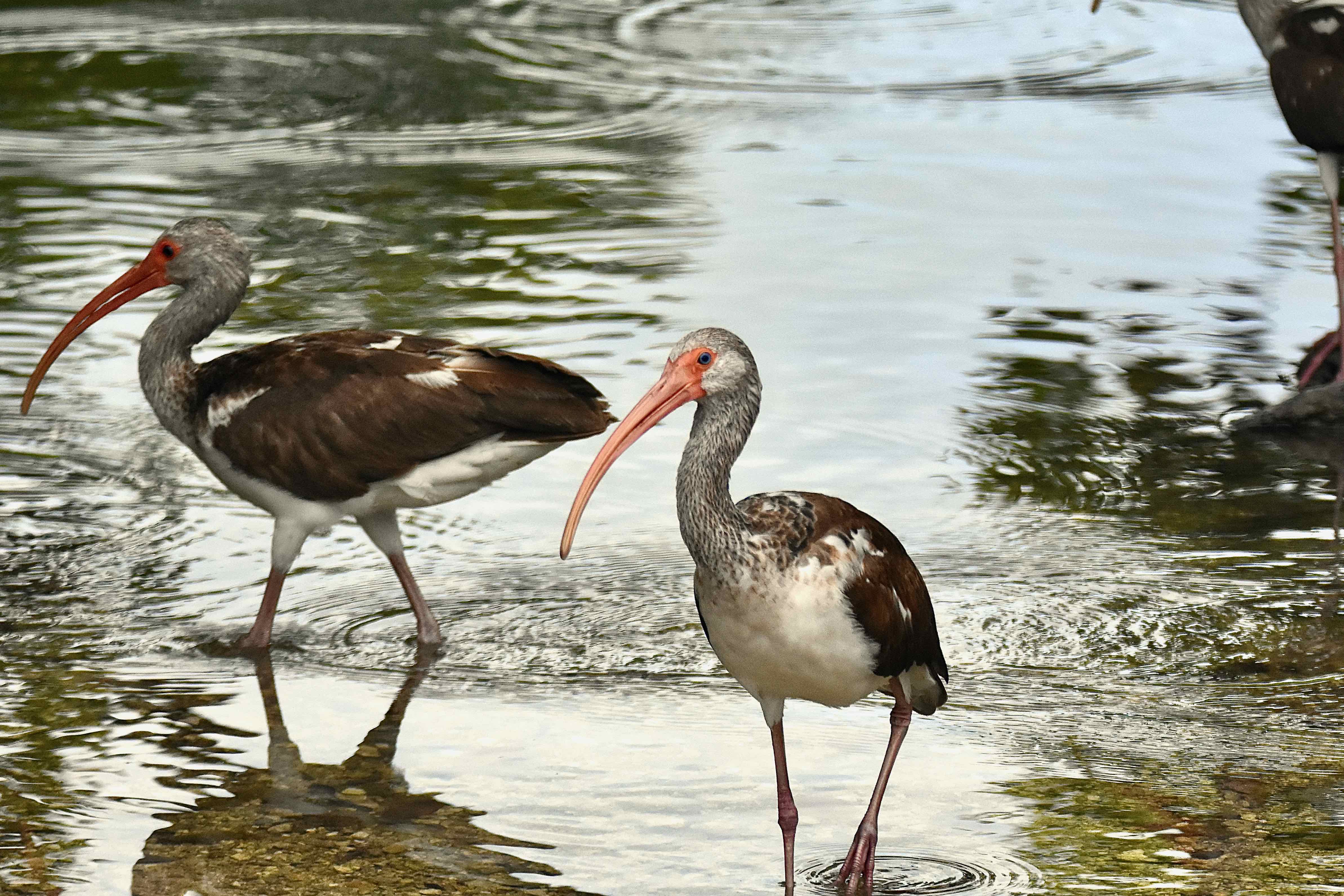 ibis pair