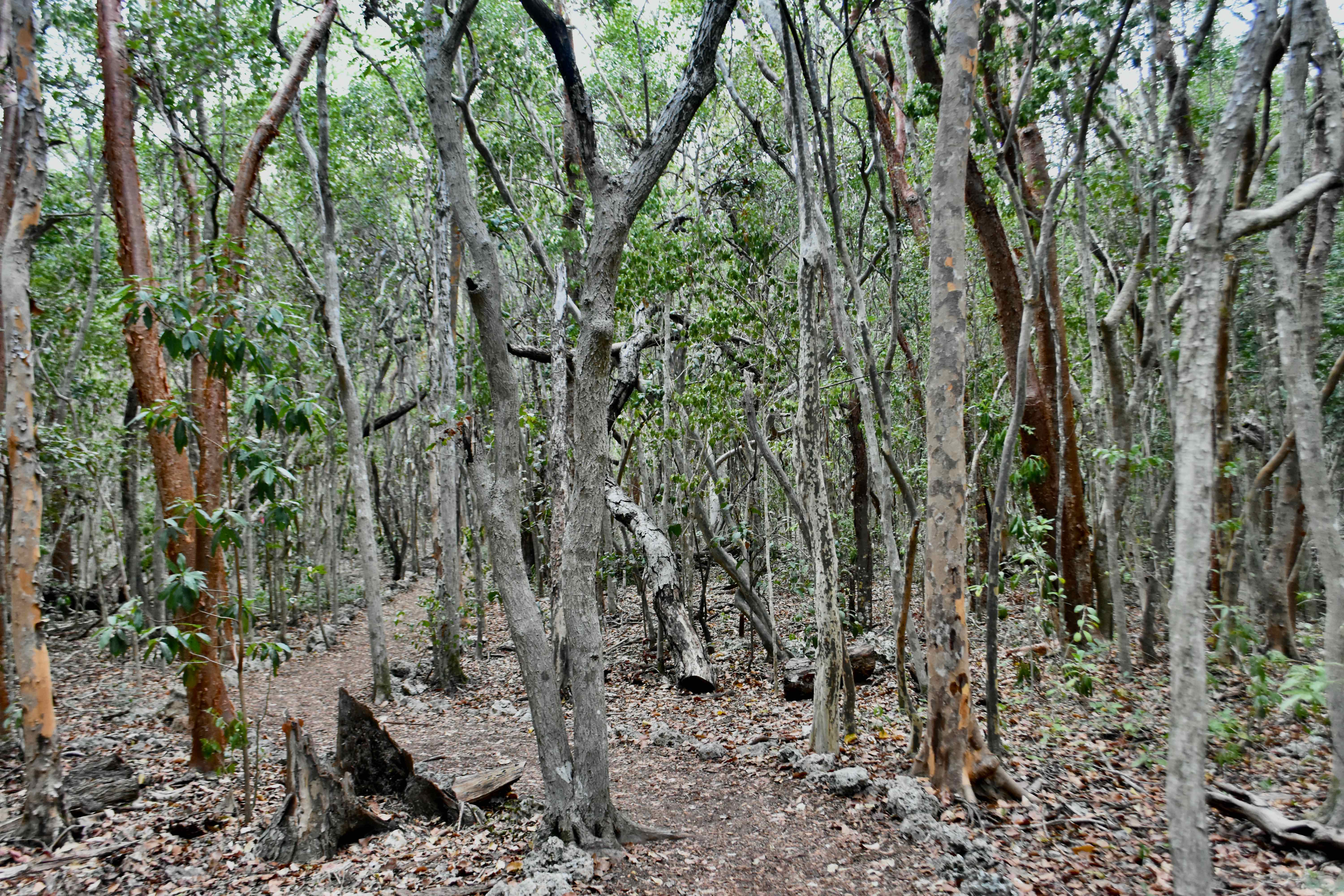 grove trail