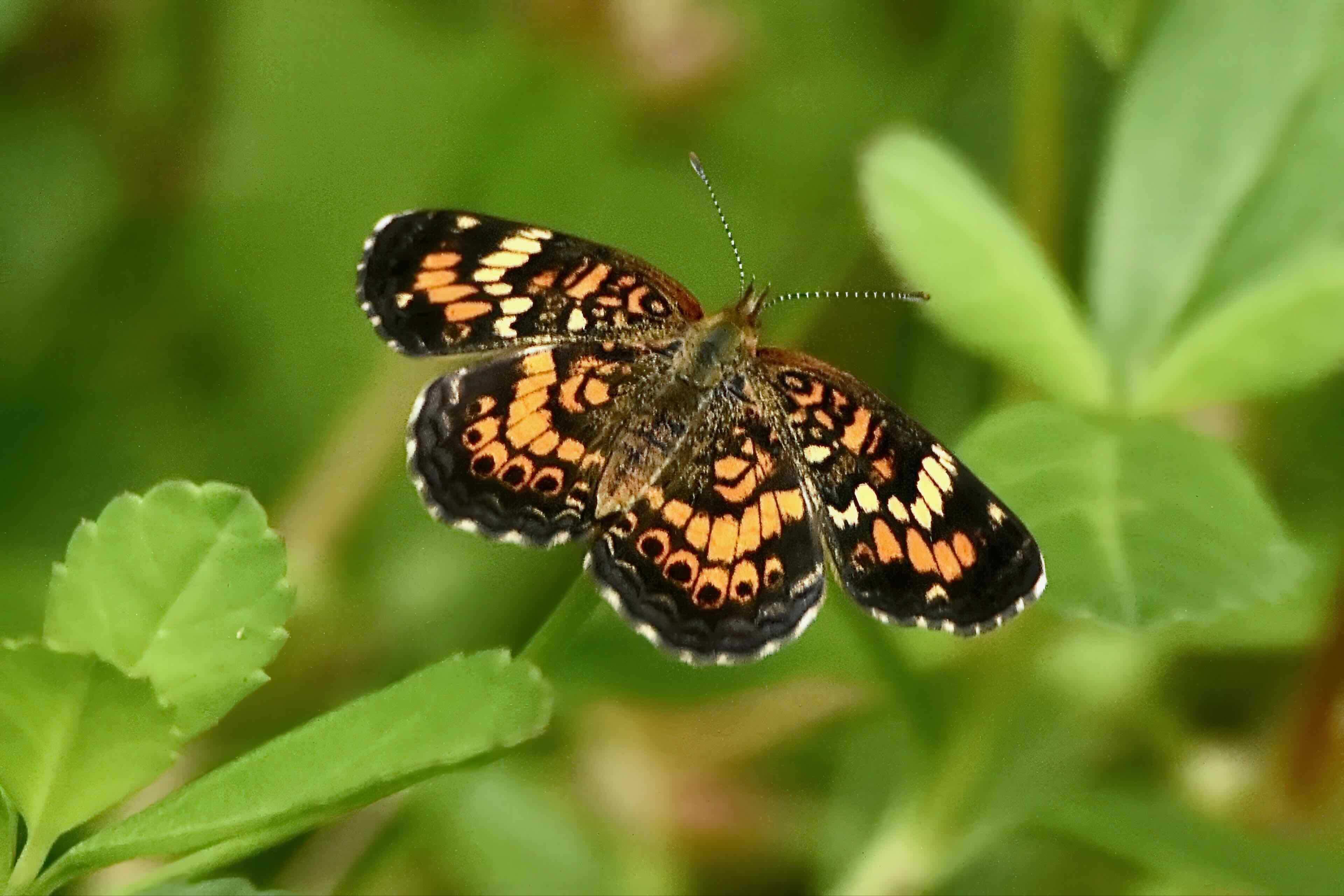phaon crescent butterfly