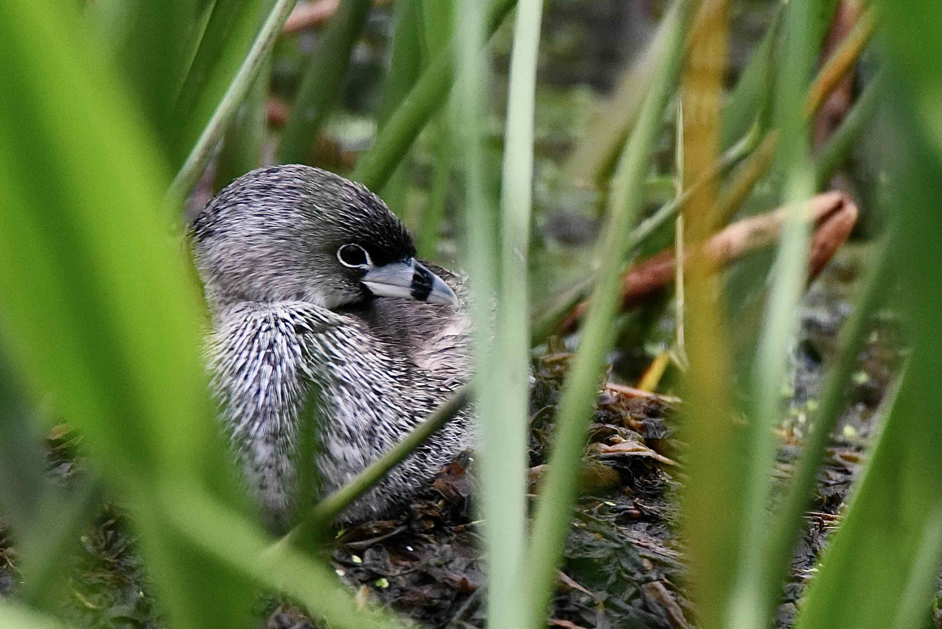 nesting pied-billed grebe