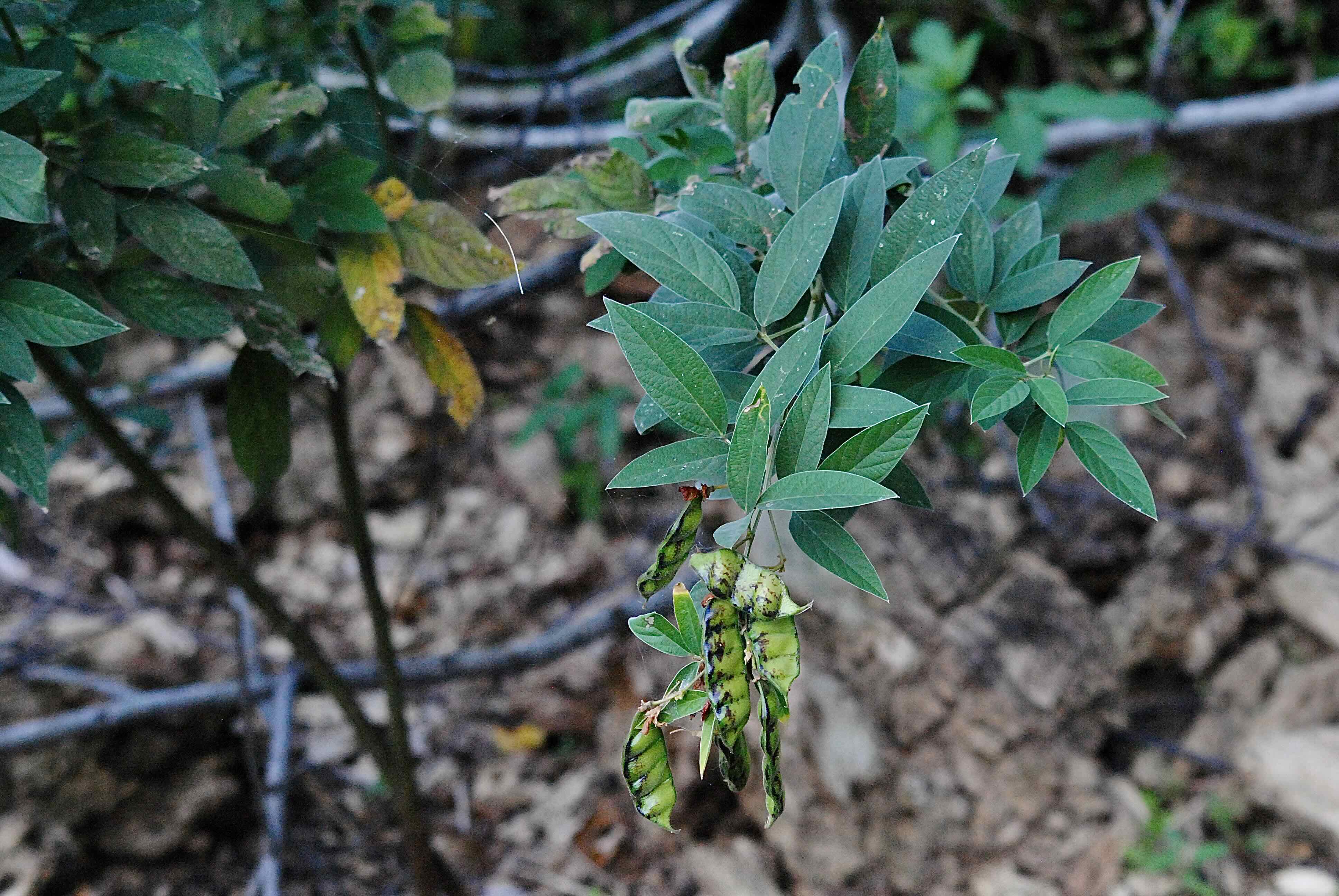 pigeon pea