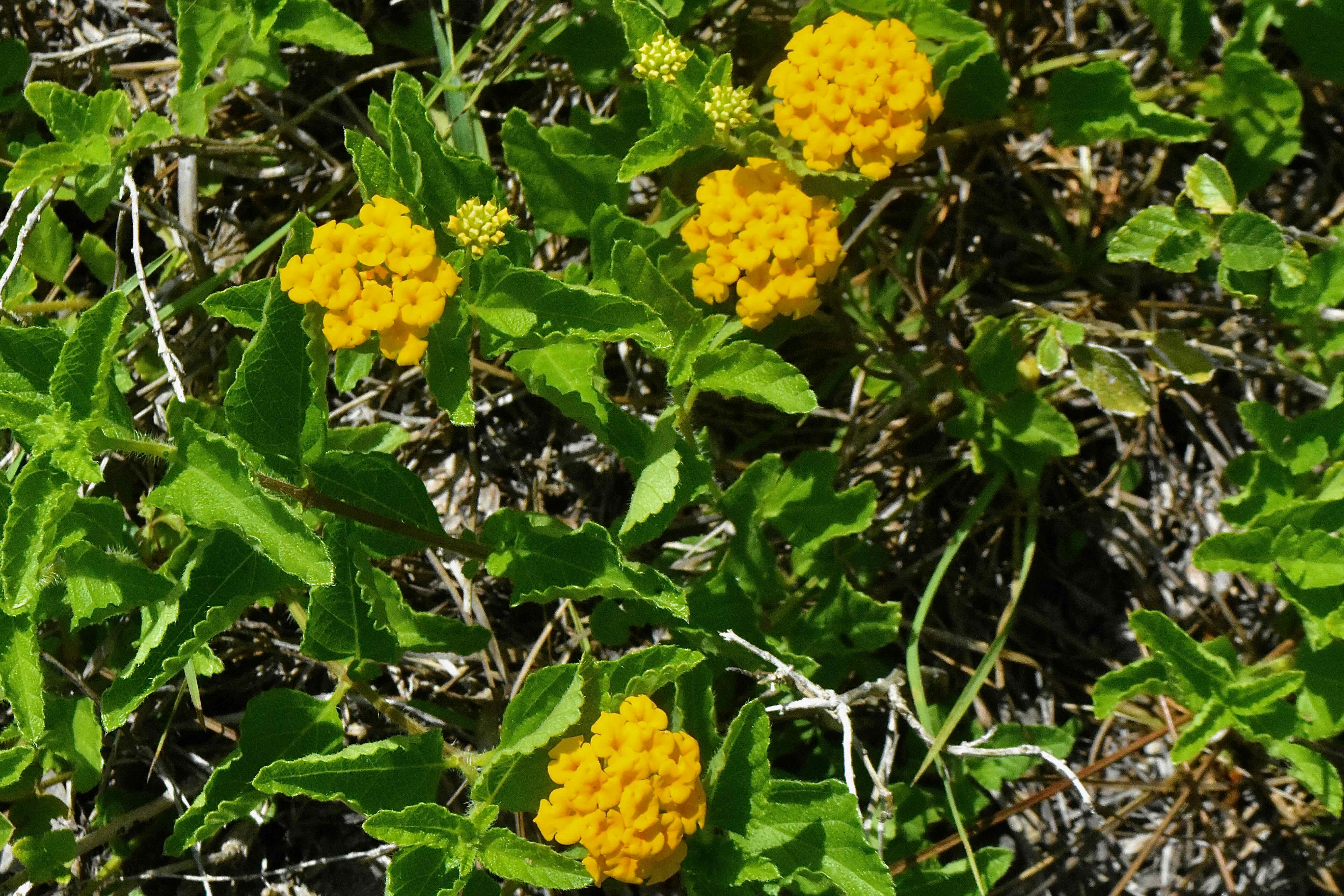 pineland lantana
