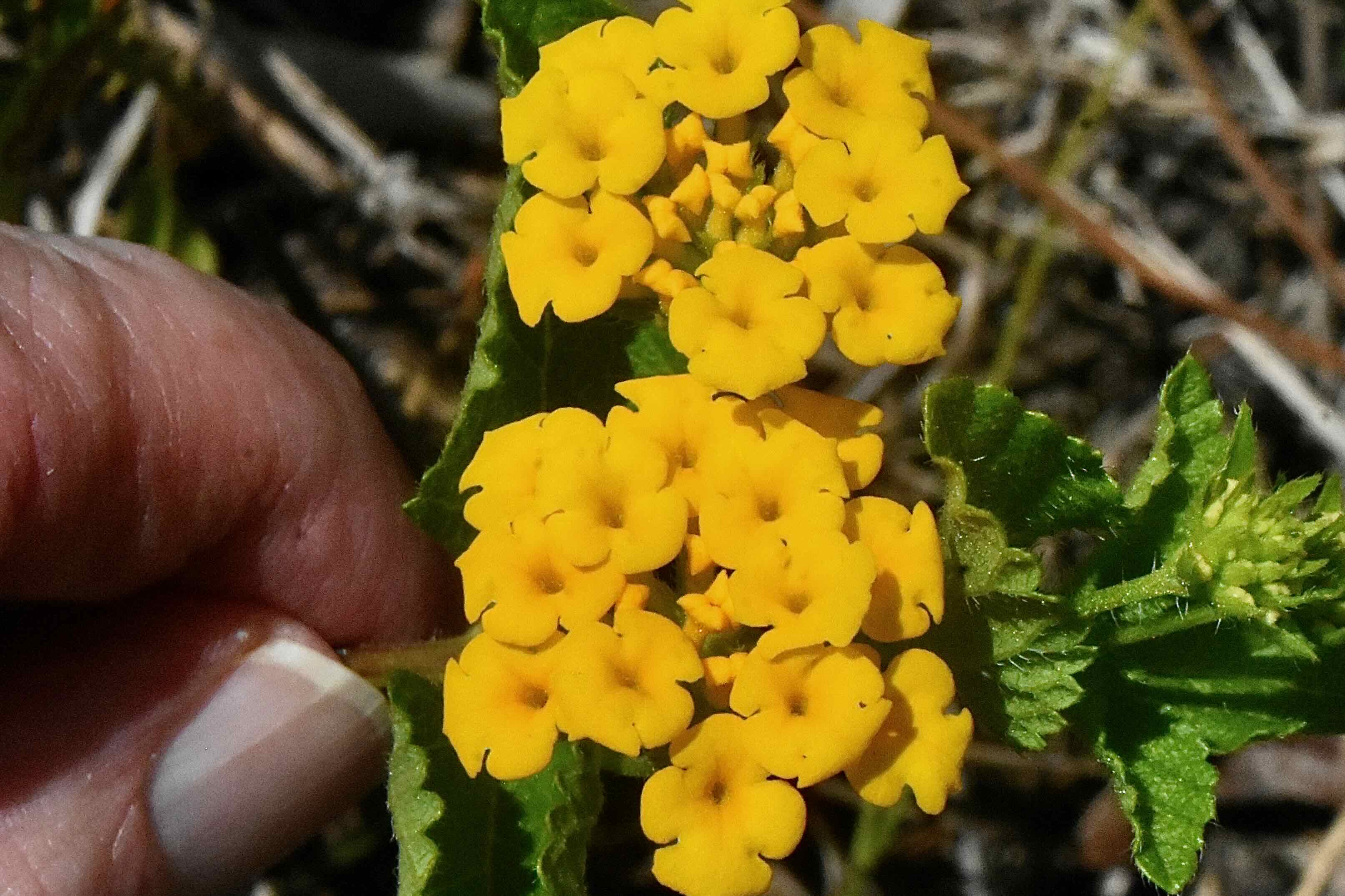 pineland lantana