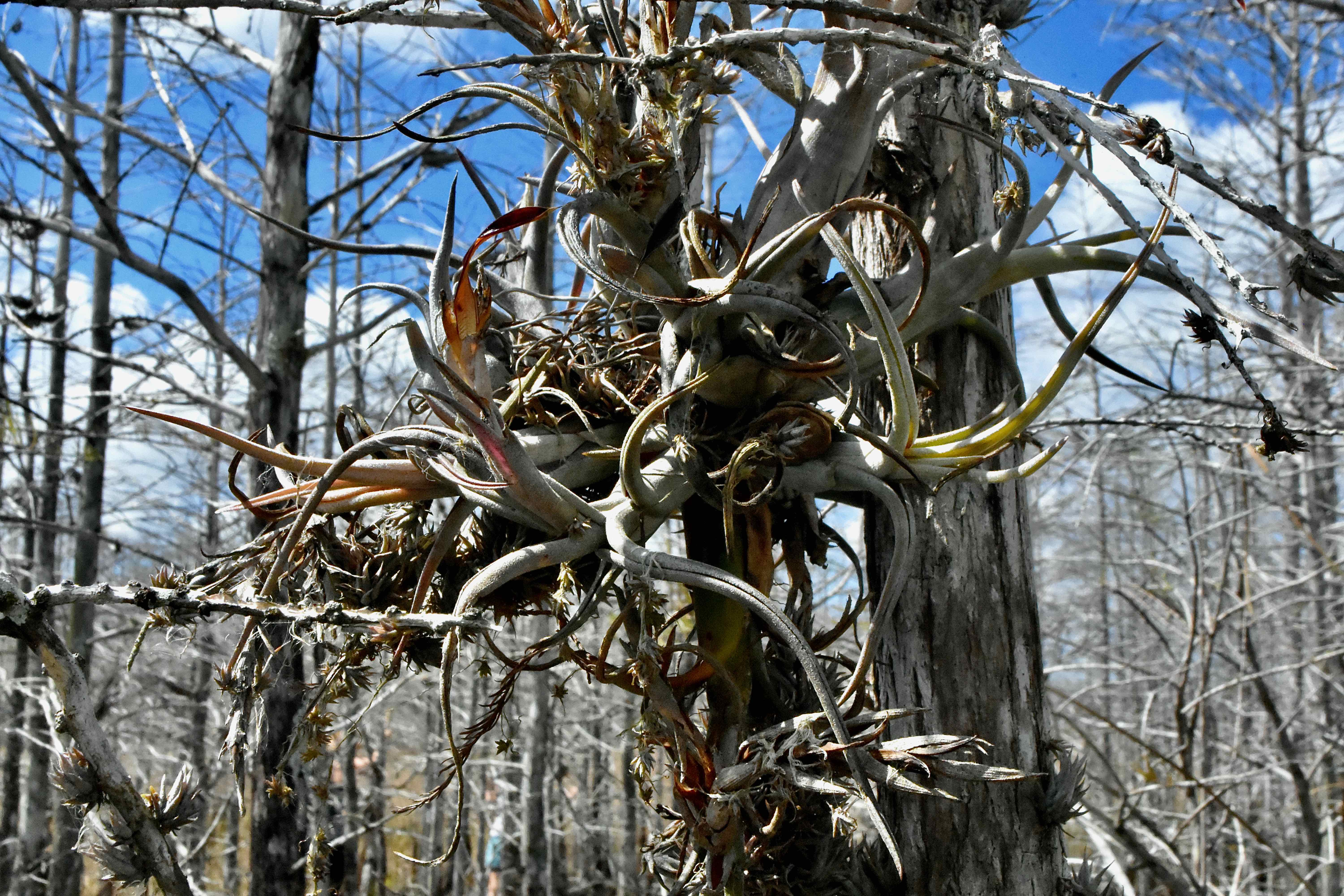 potbelly airplant
