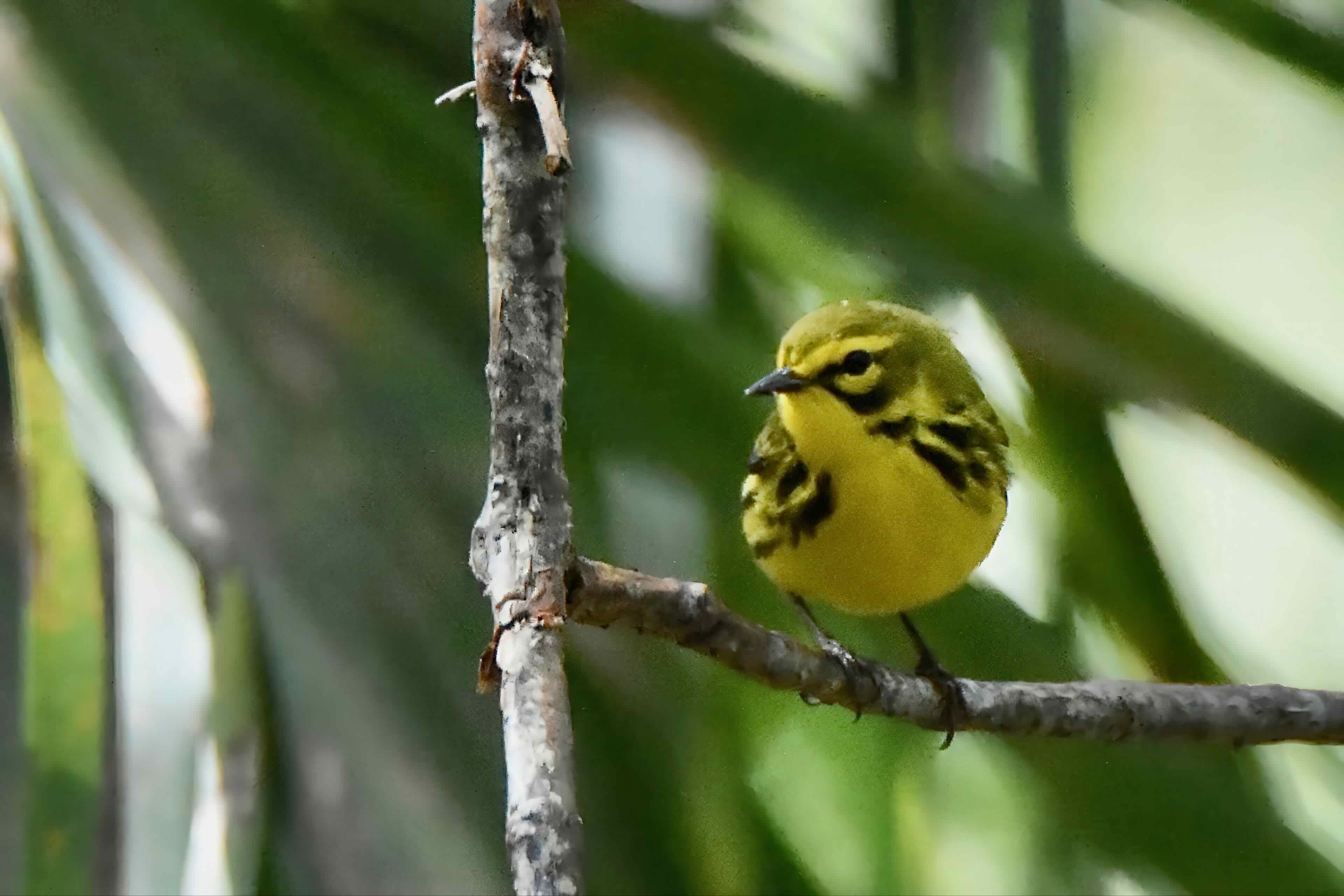 prairie warbler