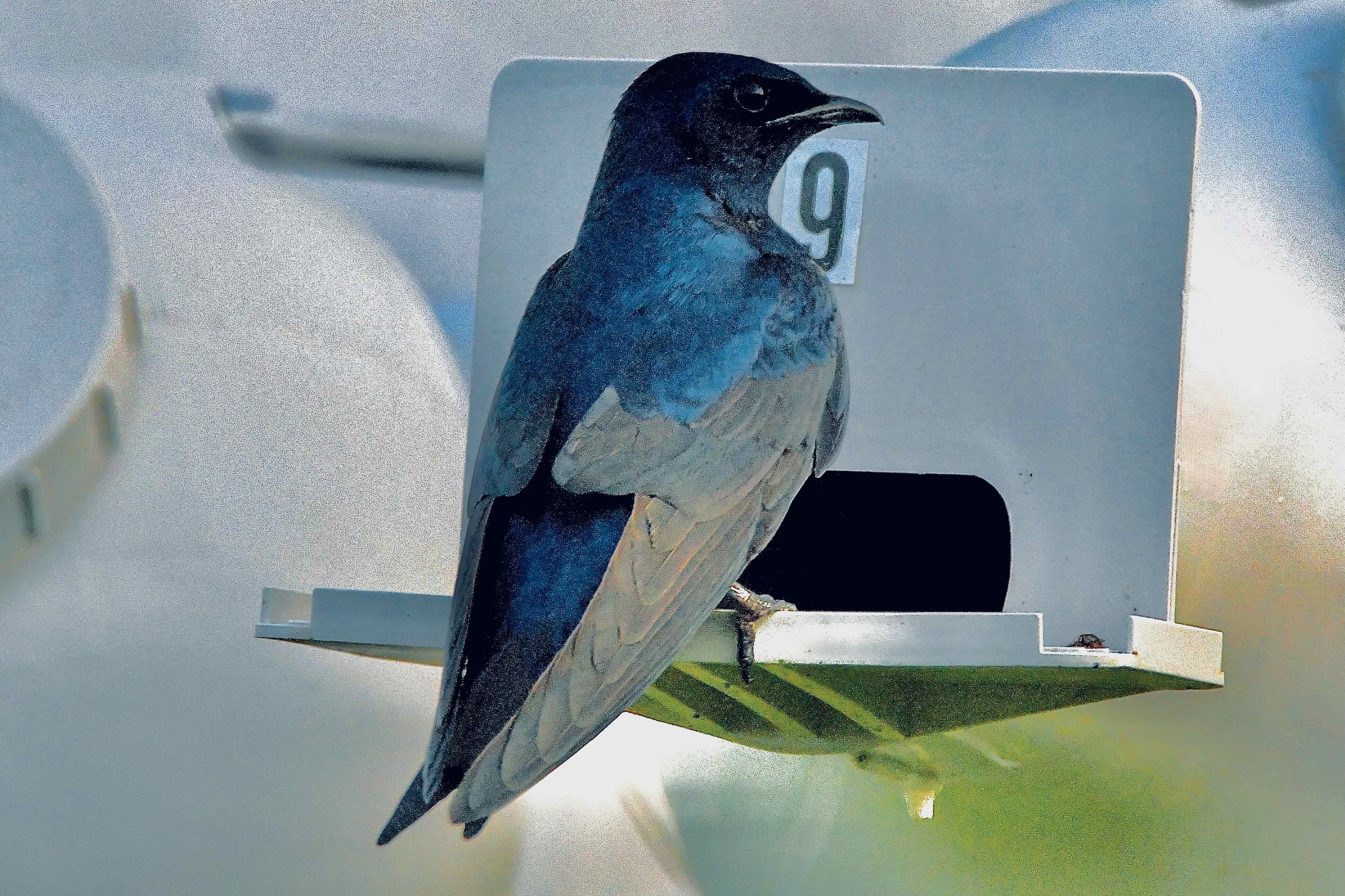purple martin