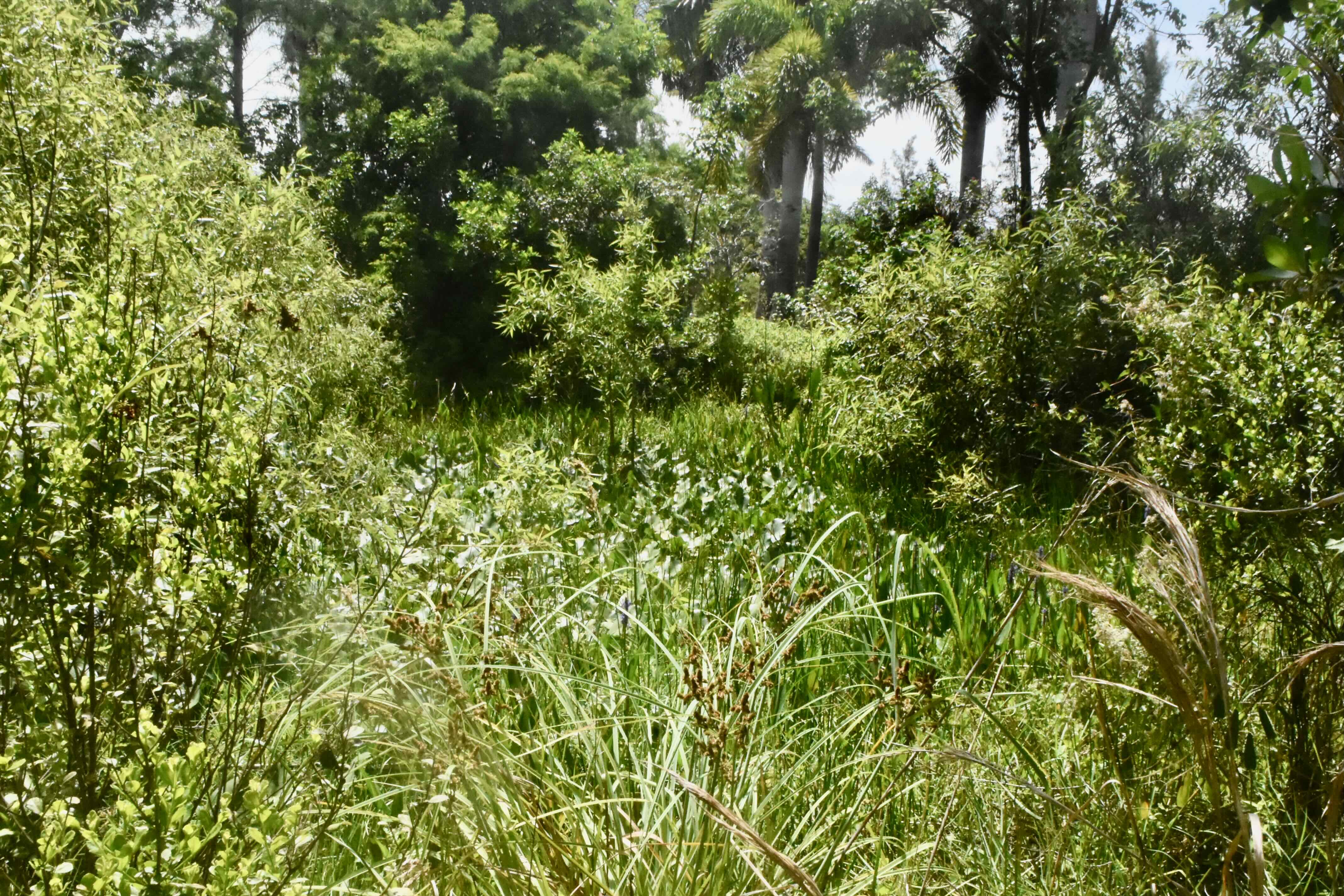 small wetland
