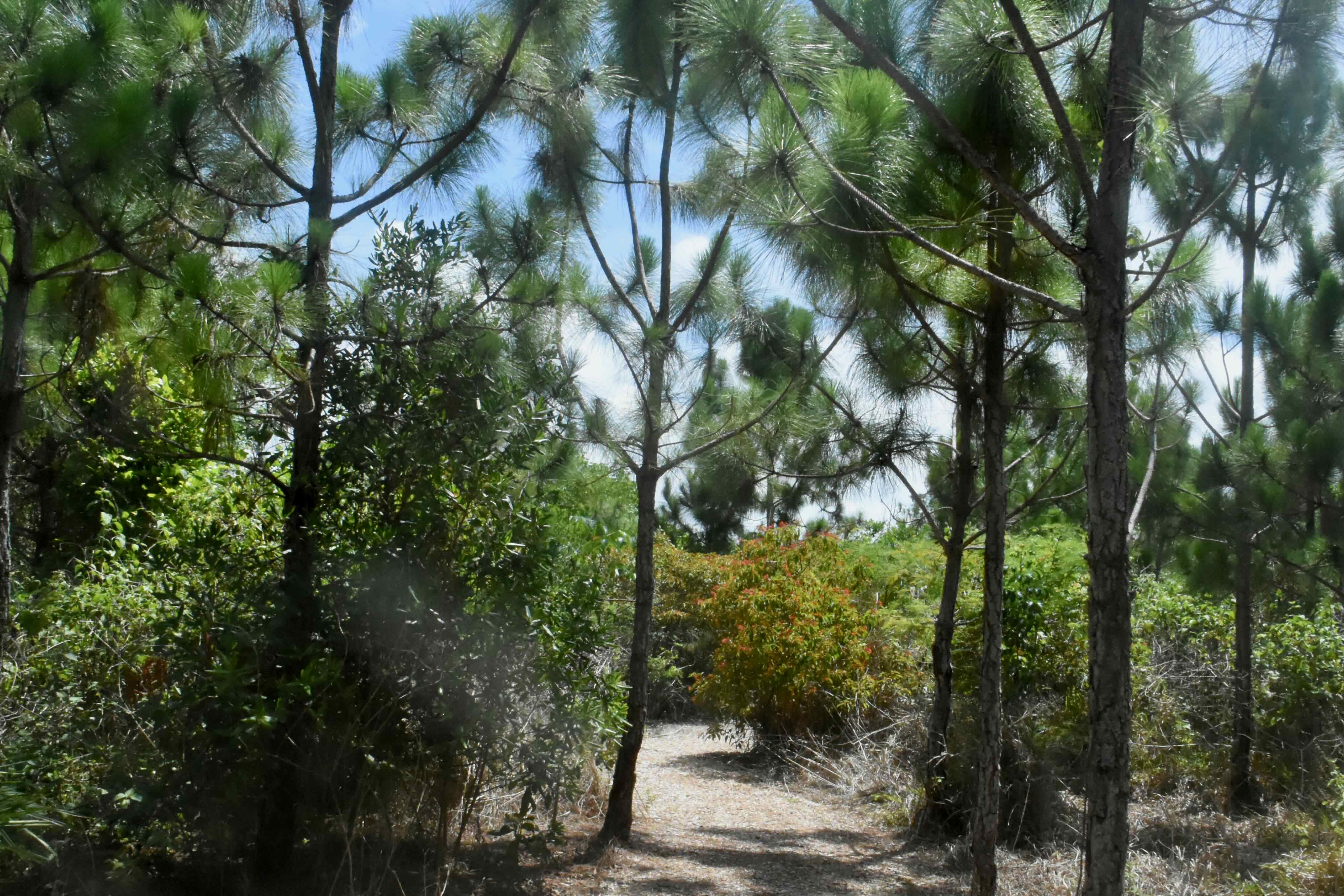 nature trail