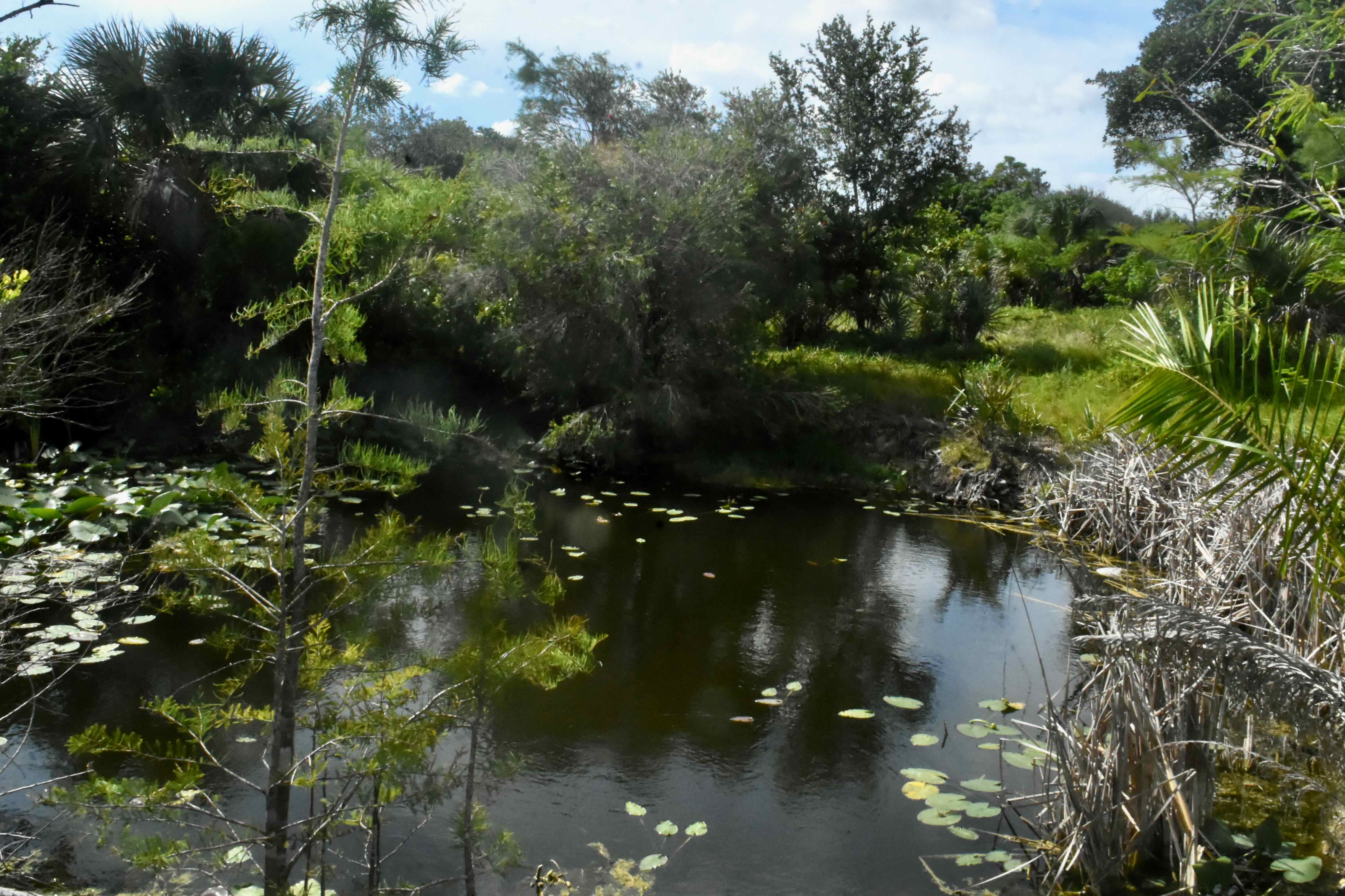 pond