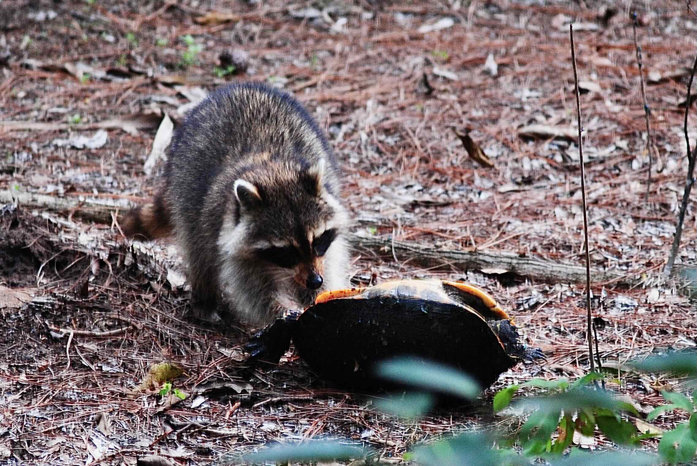 raccoon with dead turtle