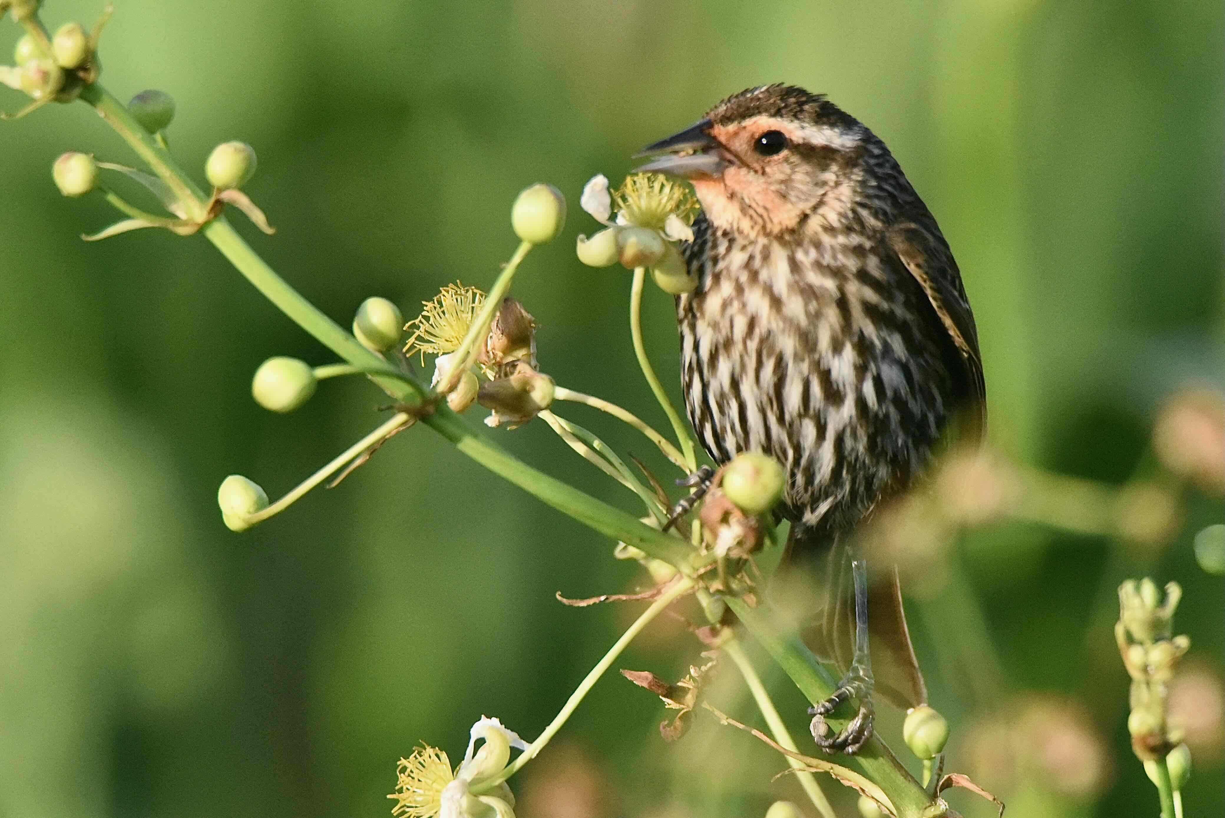 female red-winged blackbird