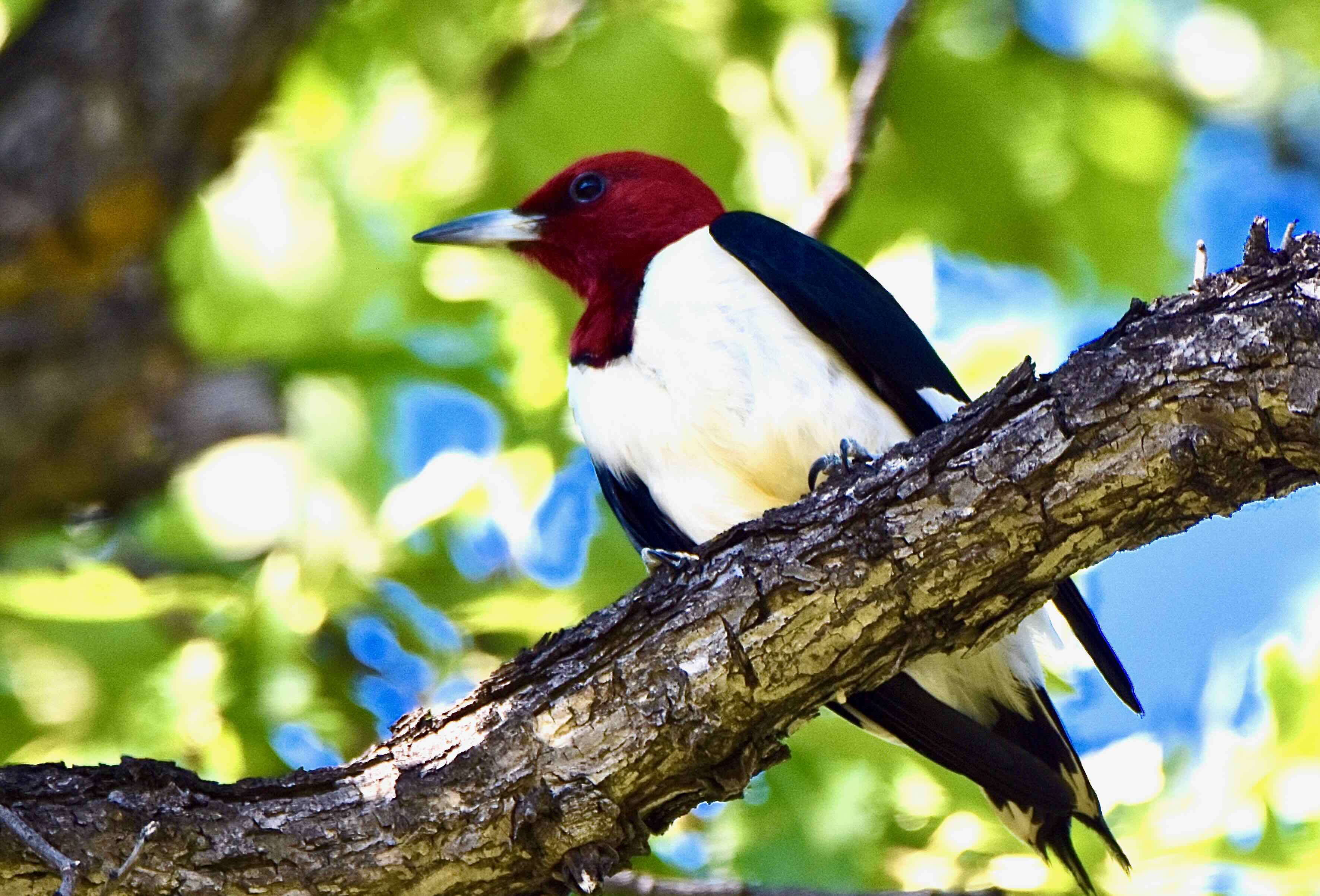 redheaded woodpecker