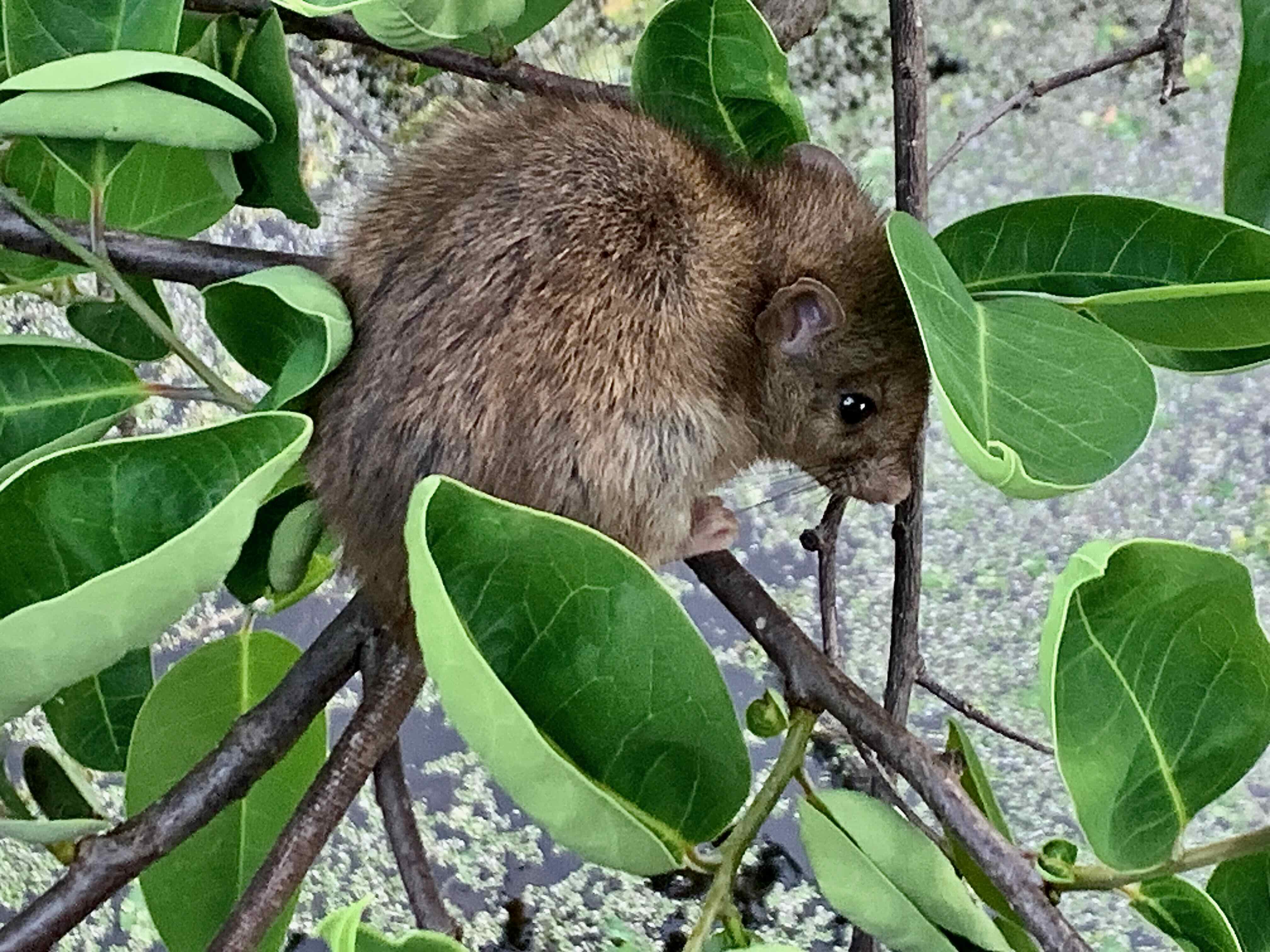 roof rat